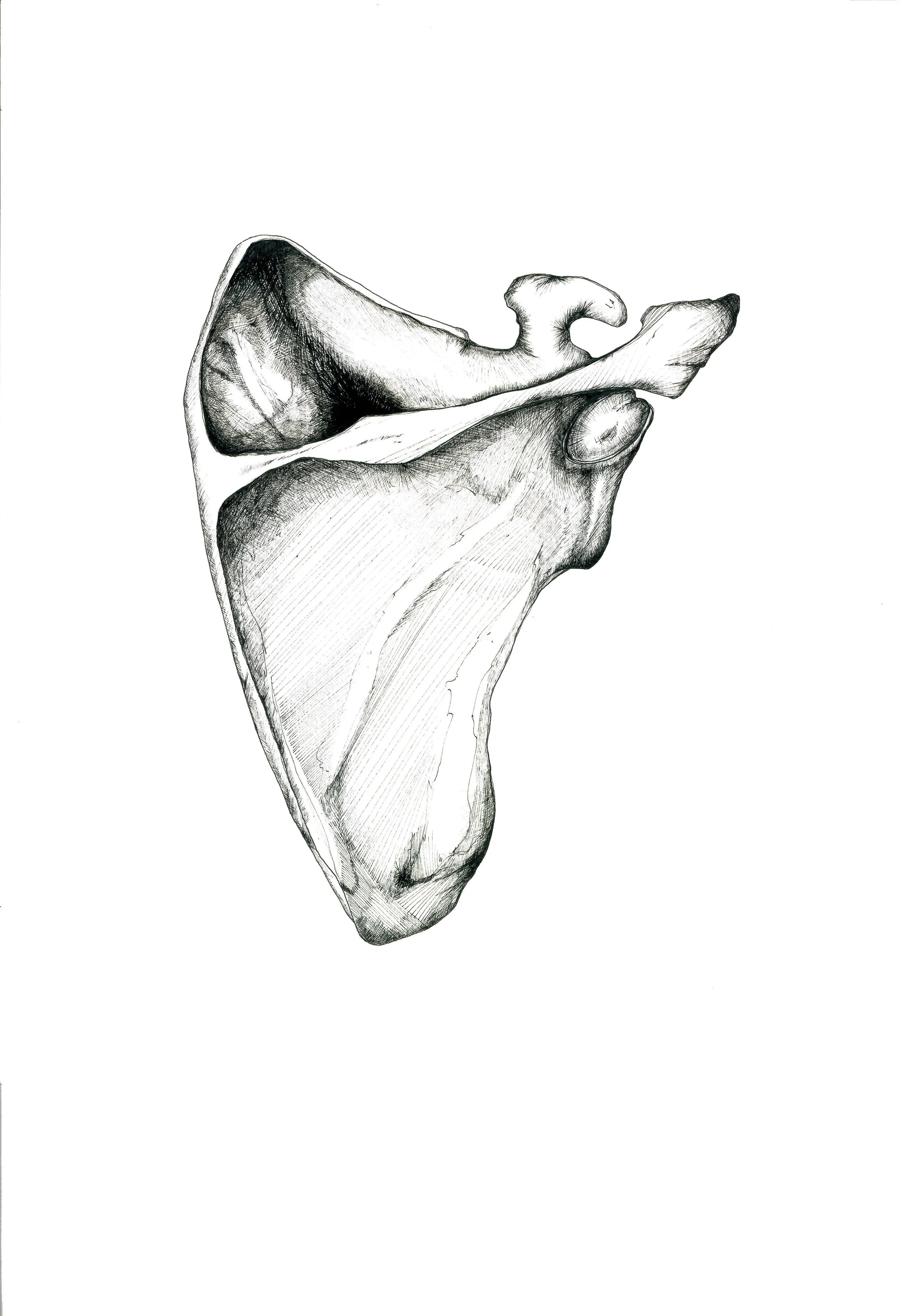 Ink Scapula 1.jpg