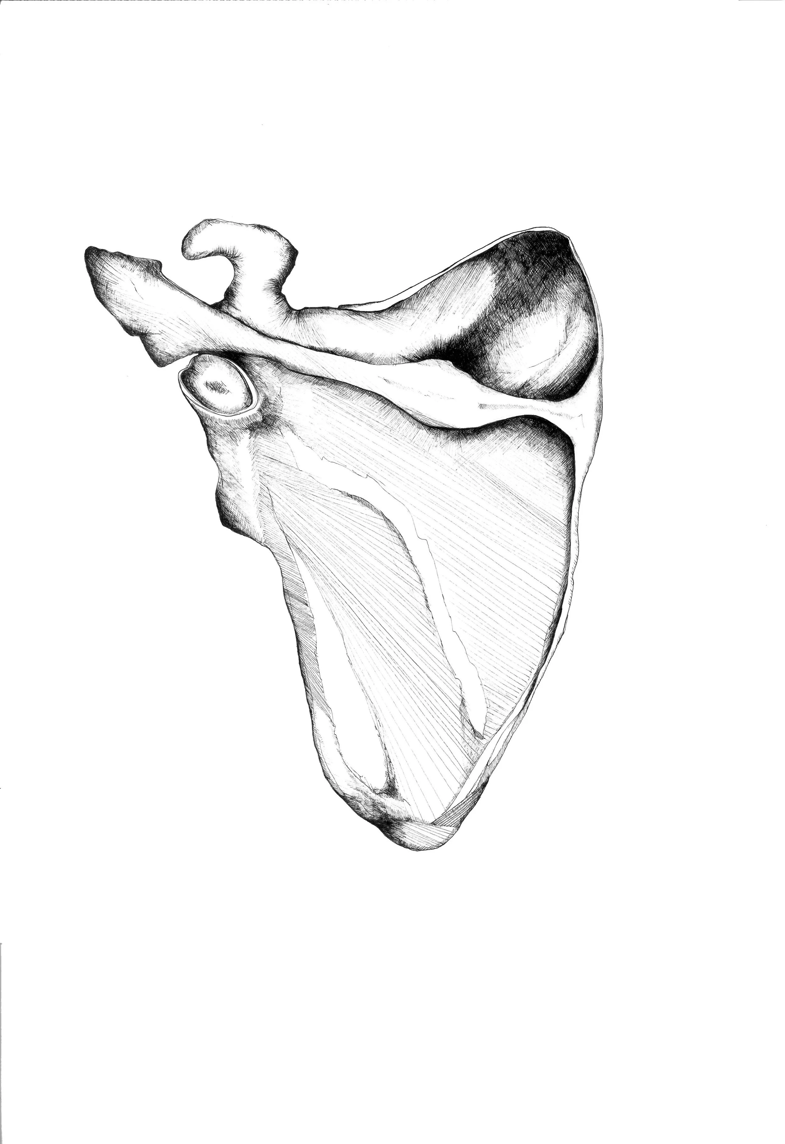 Ink Scapula 2-bw.jpg