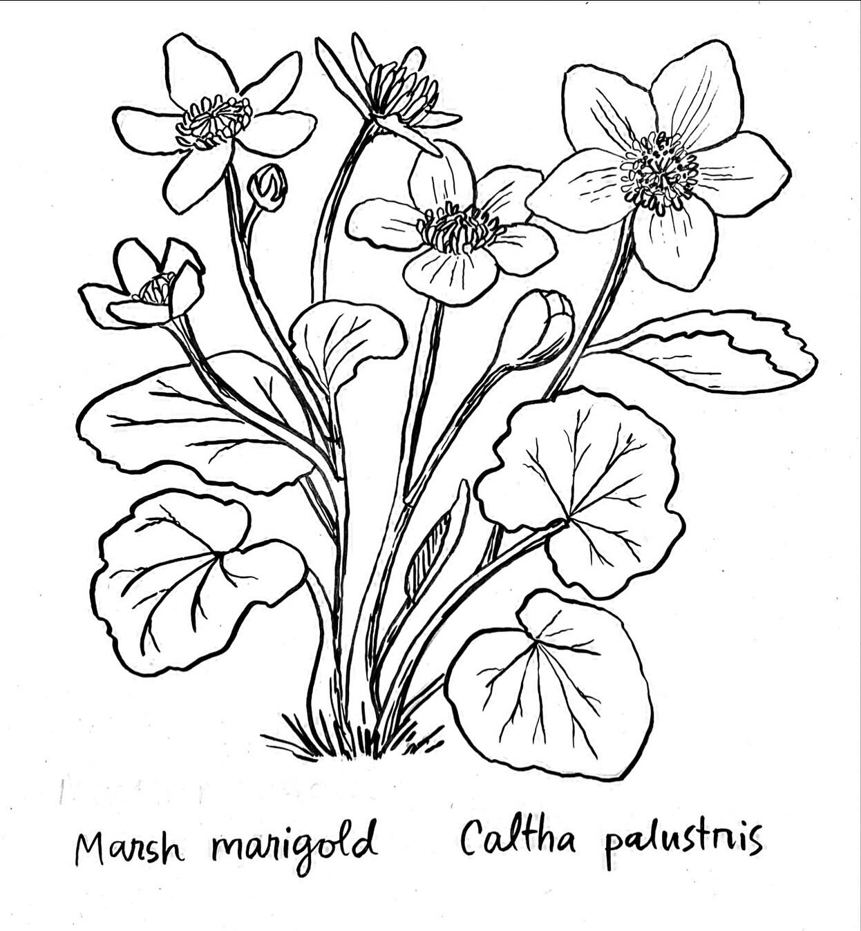 Here we go! My first drawing of (hopefully) a month of Northeastern plants. I chose to start with the Marsh Marigold because it&rsquo;s one of the earliest wild bloomers around here. Why don&rsquo;t you join me for the #aprilplantdrawingchallenge ? P