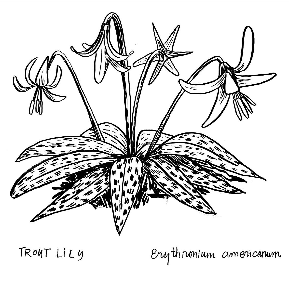 Day 2 of the April Plant Drawing Challenge! Trout lily, a spring ephemeral of the Northeastern woods. Their leaves are shaped and patterned kind of like trout! 

I might just commit to an all-spring-ephemeral first week because these are all so cool,