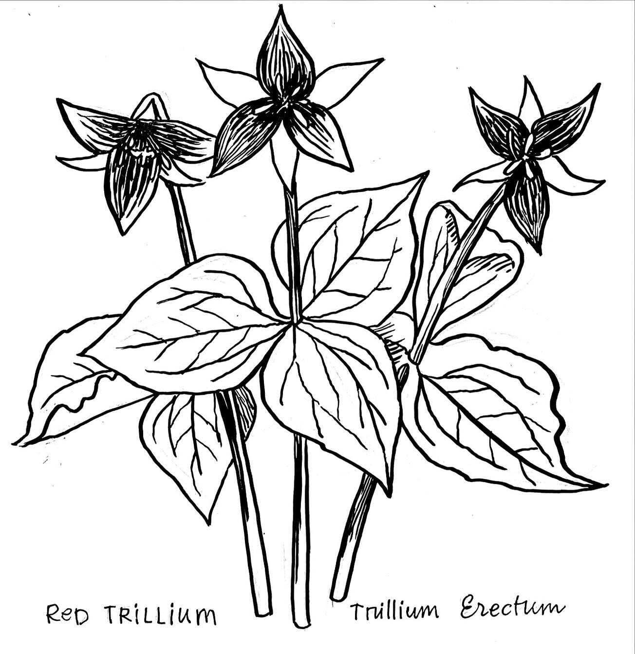 Day 3, Red Trillium. 2nd of the spring ephemerals. Everything about these comes in 3s, so of course I had to draw a group of 3 too.

Did you know that these are also called Stinking Benjamins and Wet Dog Wakerobins? Apparently they smell bad. I have 