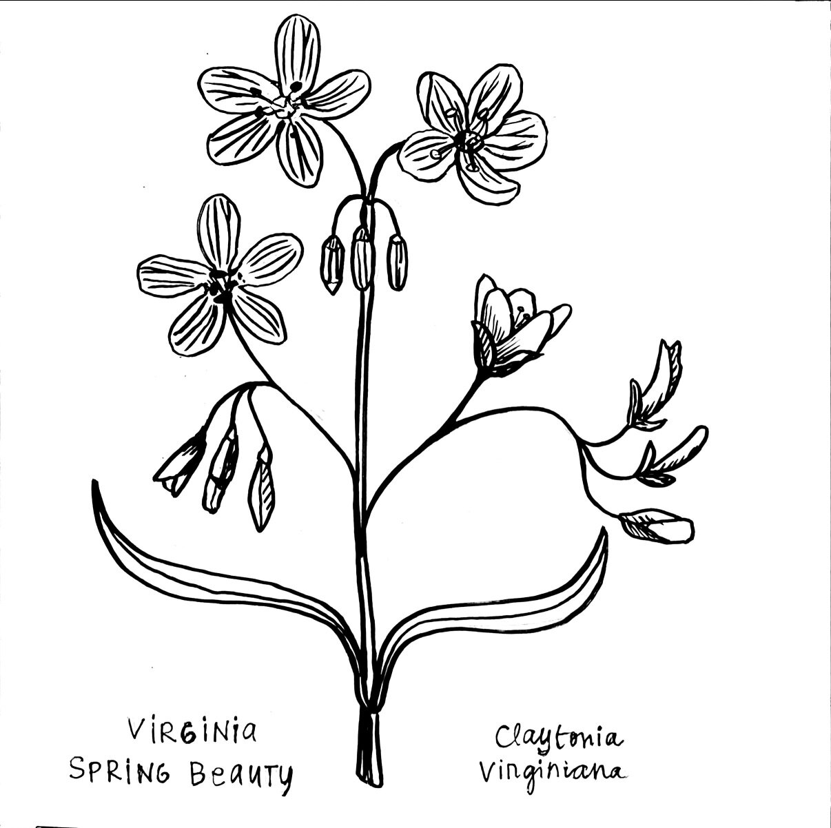 Day 4. Virginia Springbeauty. Another of the spring ephemerals. These flowers are always so perfect that they look like they're posing for photos. The petals are white with pink stripes, screaming out for color. 

These grow out of an underground pot