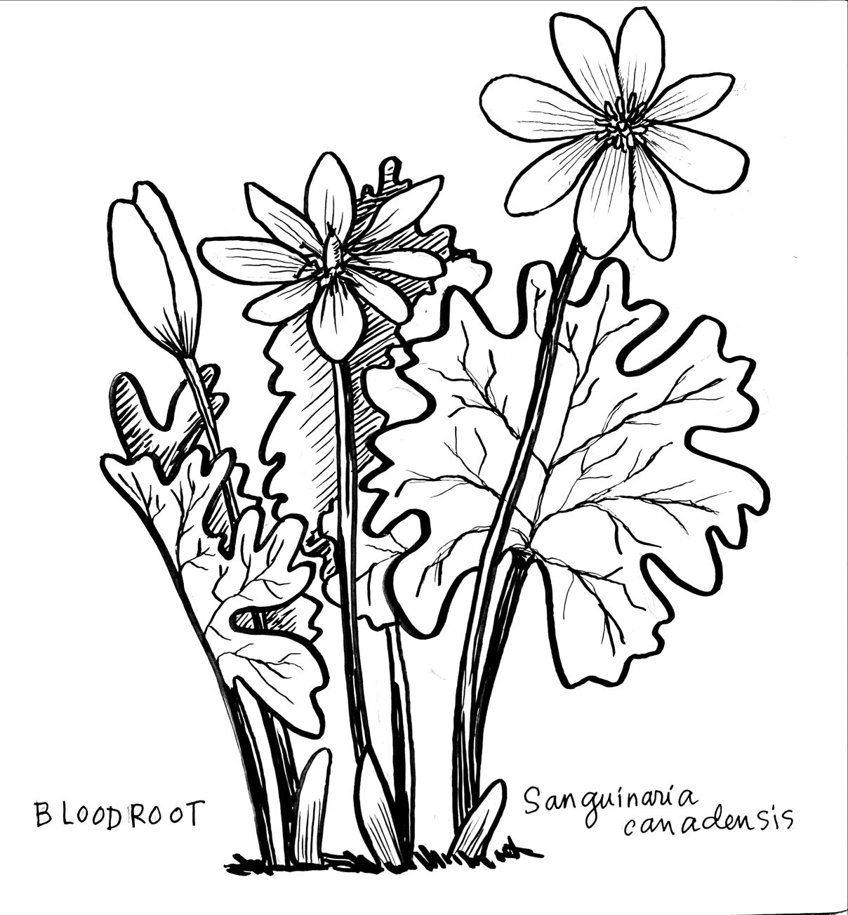 Day 5. Bloodroot. Continuing with the subtheme of spring ephemerals. These are also called &quot;Indian Paint&quot; and &quot;Snakebite&quot;. Their name comes from the orangey-red juice in their leaves and stems. One flower, one leaf per plant. 

#3