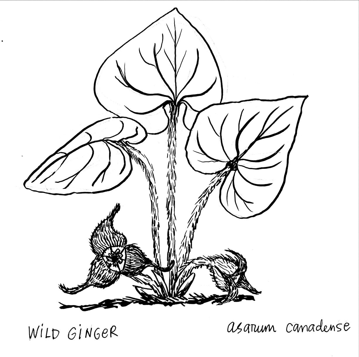 Day 6, Wild Ginger. Continuing with the miniseries of spring ephemerals, even though I am absolutely exhausted from a day of tabling at #risdunbound2024 !

This plant is the most alien looking thing I can imagine growing in the New England woods, and
