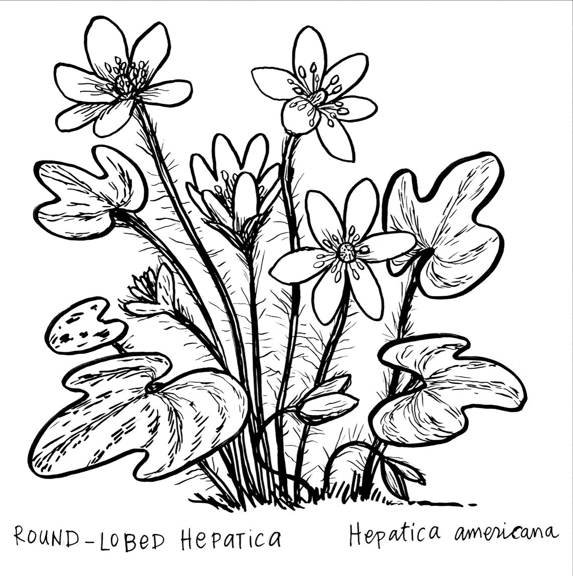 Day 7 = one week in the bag! Round-lobed hepatica. Another in the spring ephemeral series. 

This is also known as &quot;liverleaf,&quot; because once someone thought the leaves were liver-shaped, which must have meant they were good for the liver. T