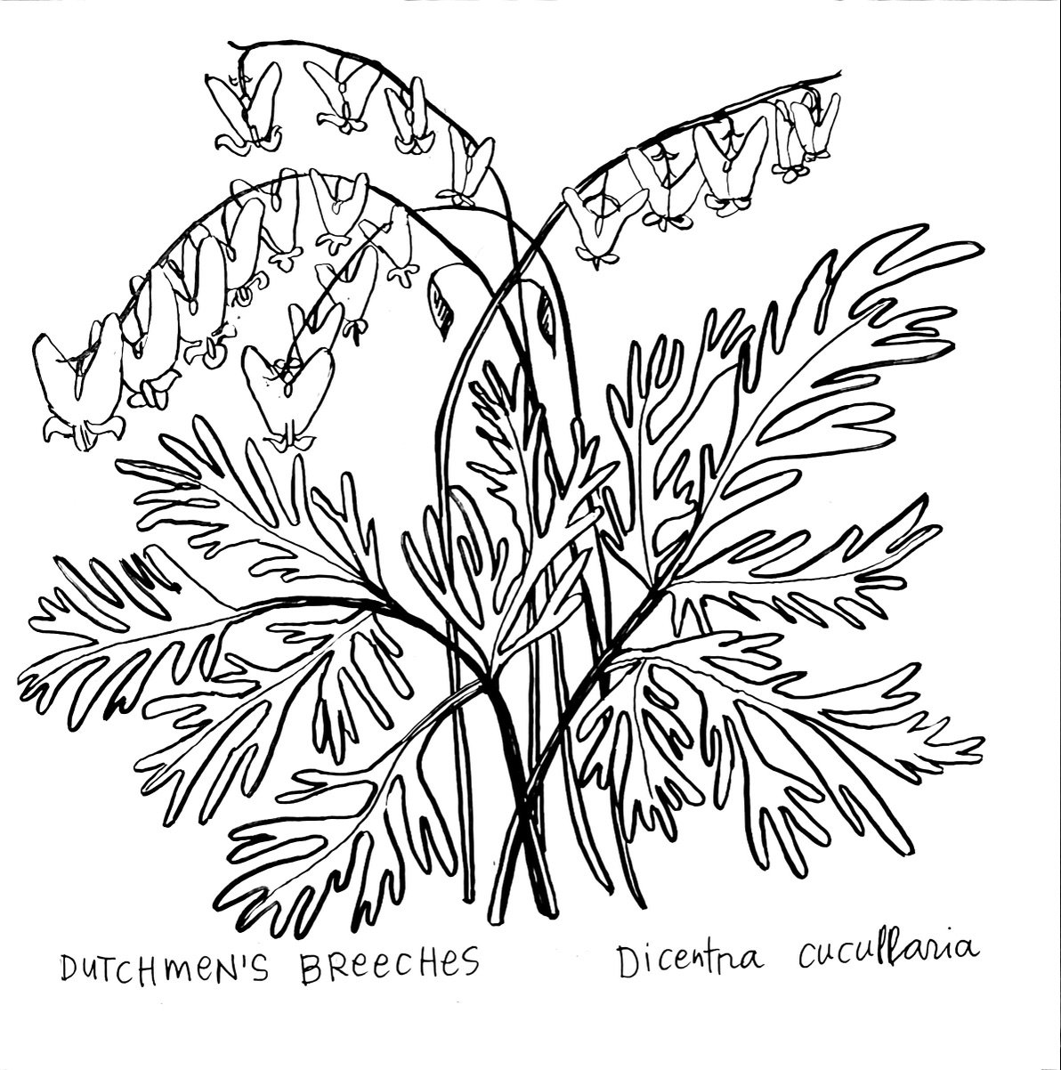Day 8. Dutchmen's Breeches. Another spring ephemeral. I'm just crazy about these plants, which means the bar is rather high when it comes to capturing them in ink, and I'm not sure I'm done with this drawing yet. 

They do look like little pairs of p