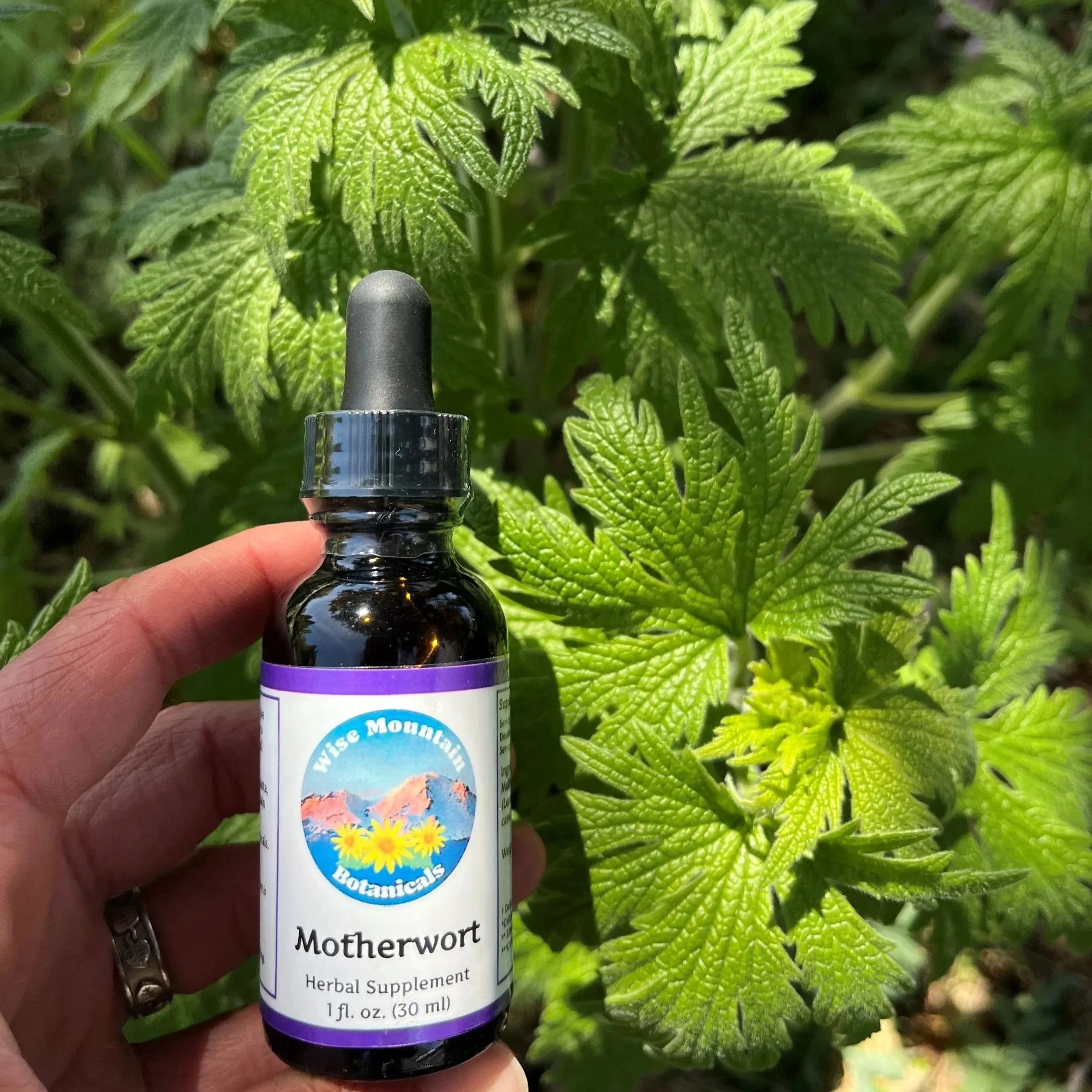 Motherwort.jpg