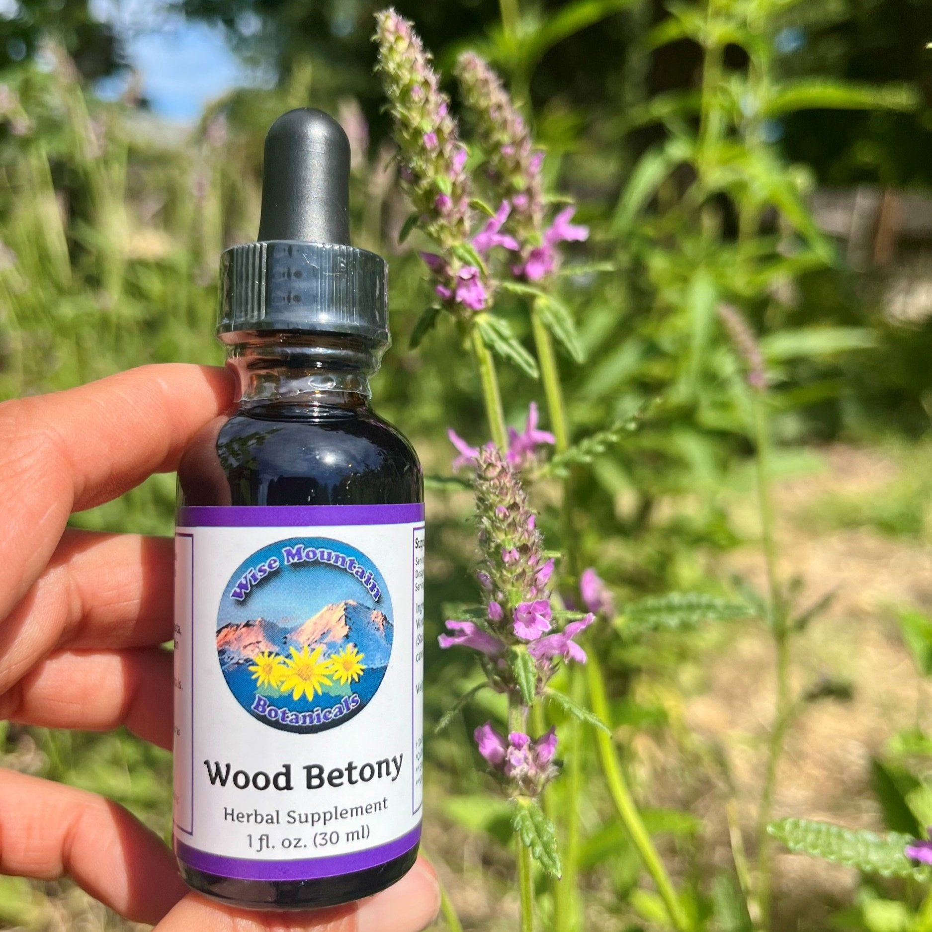Wood betony (Stachys officinalis) tincture