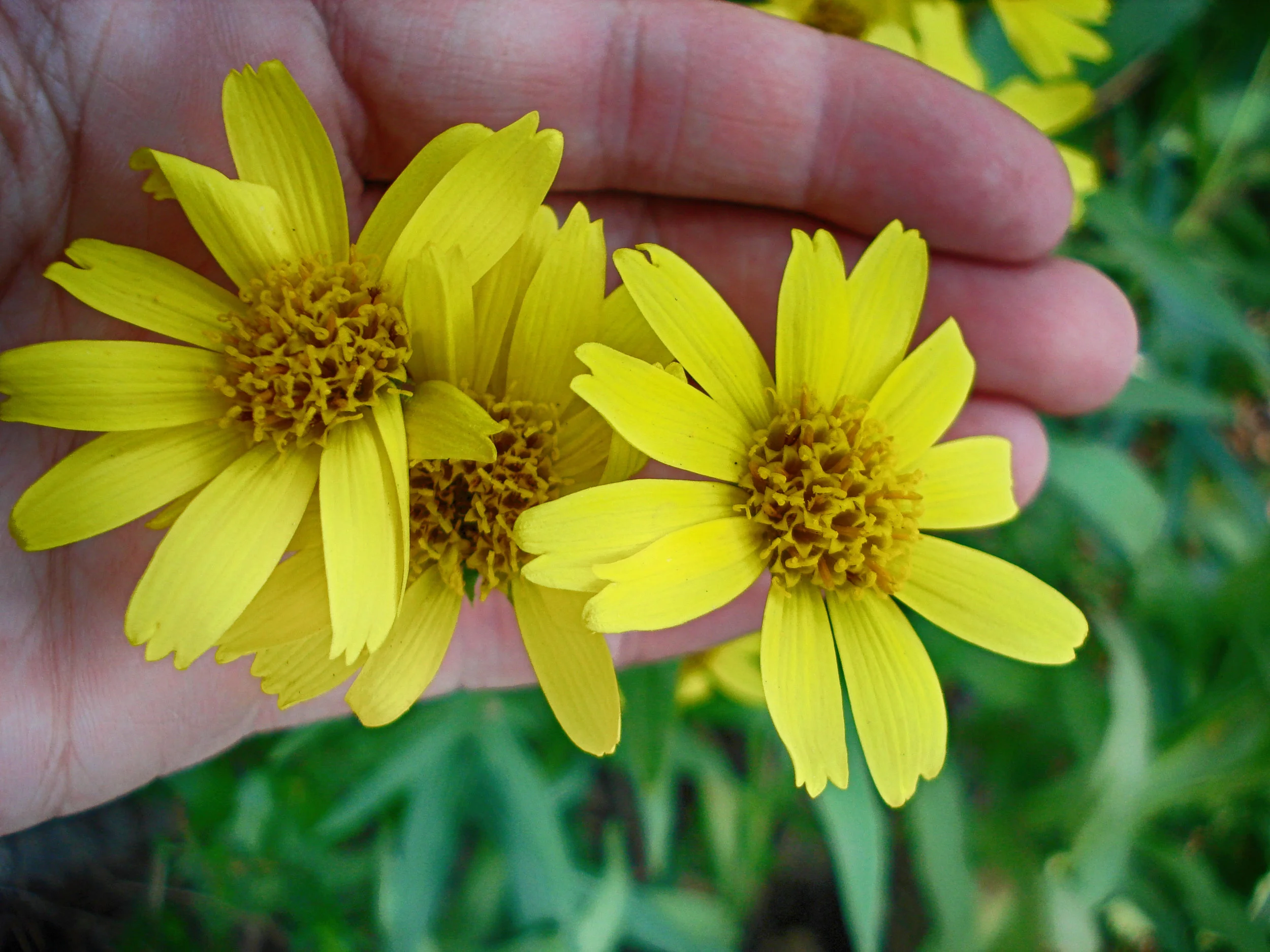 Hands Arnica2.jpg