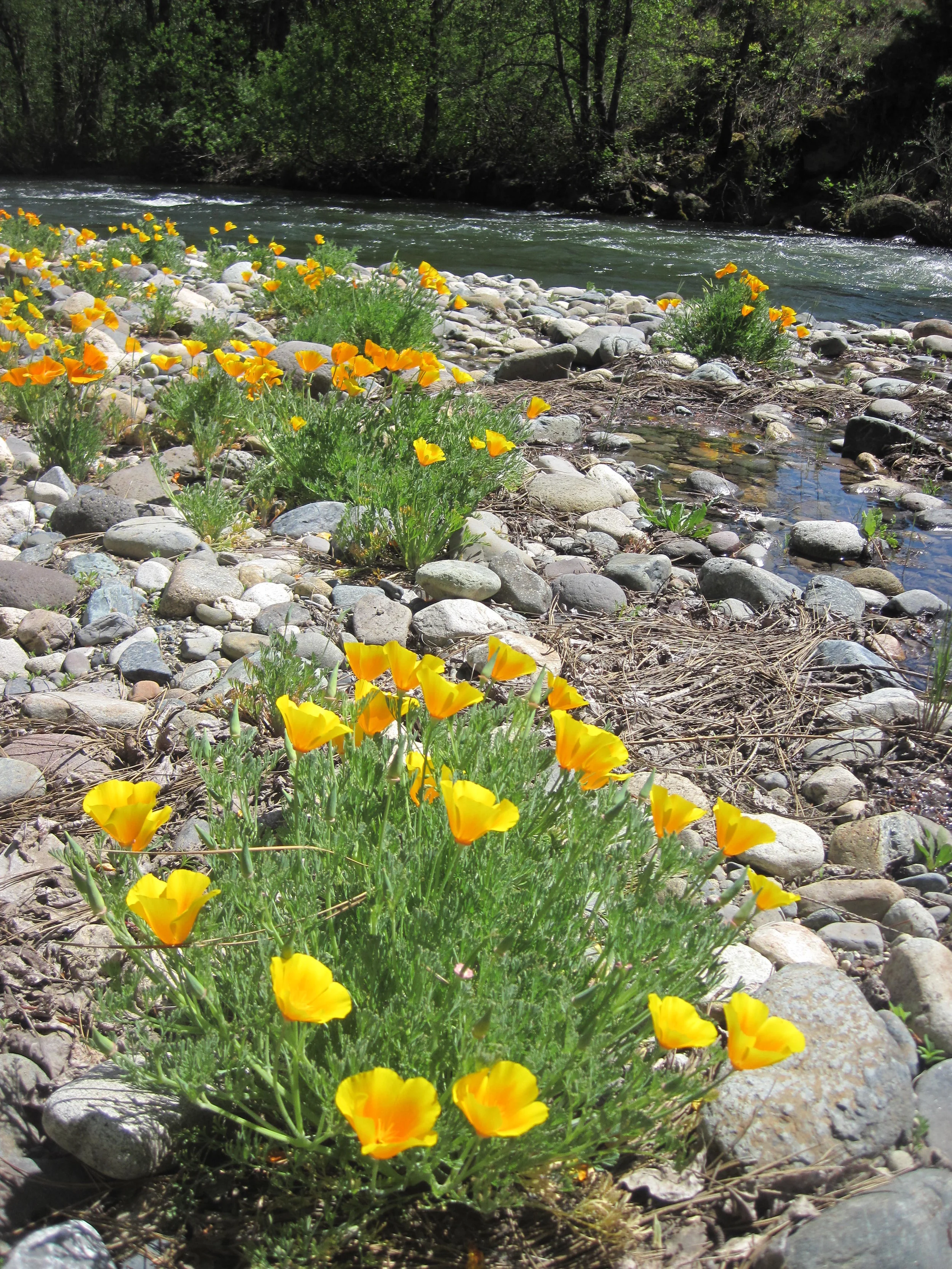 wild California poppy (Eschscholzia californica)
