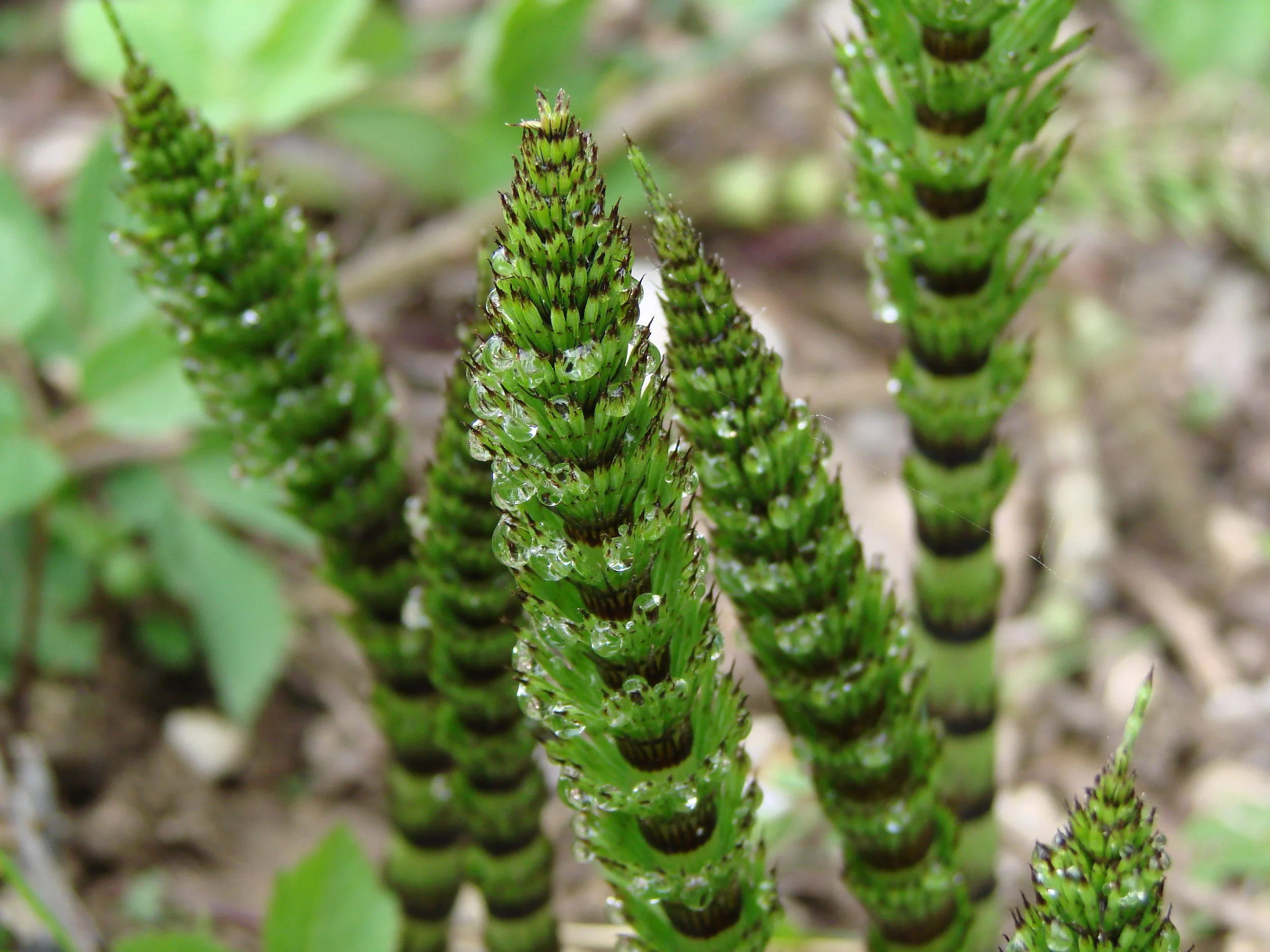Horsetail Tincture — Wise Mountain Botanicals