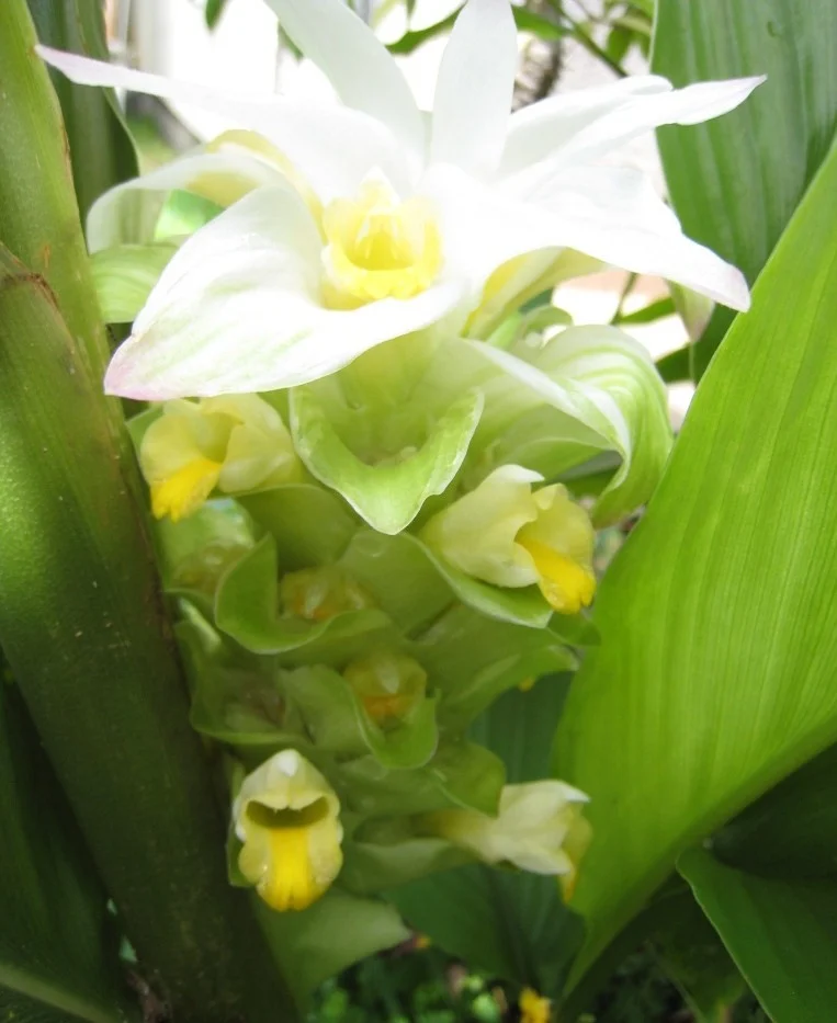 curcuma-longa-visoflora-3039.jpg