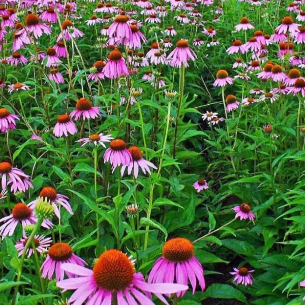 Echinacea (Echinacea angustifolia)