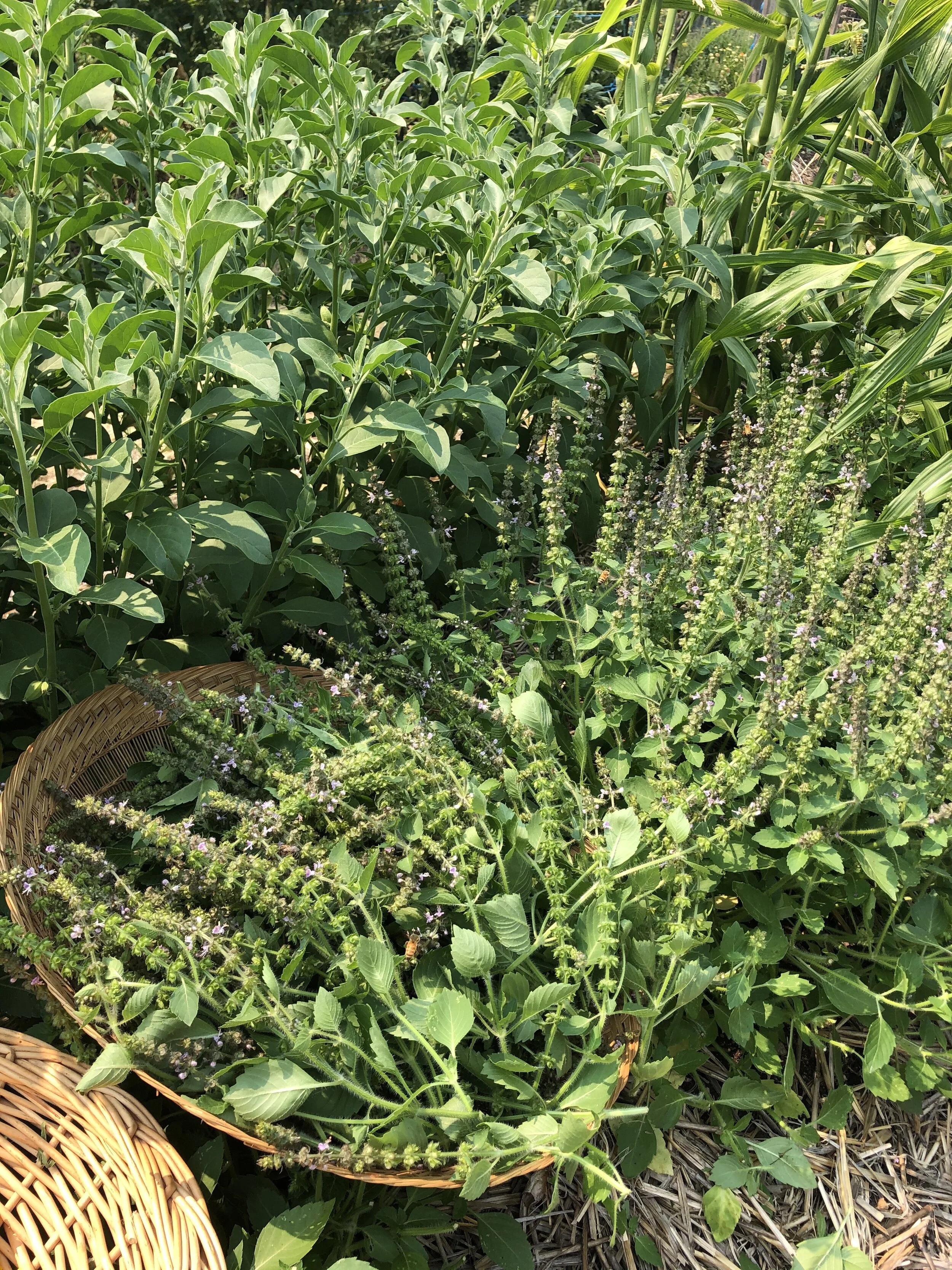 basket of tulsi (Ocimum africanum) in the garden