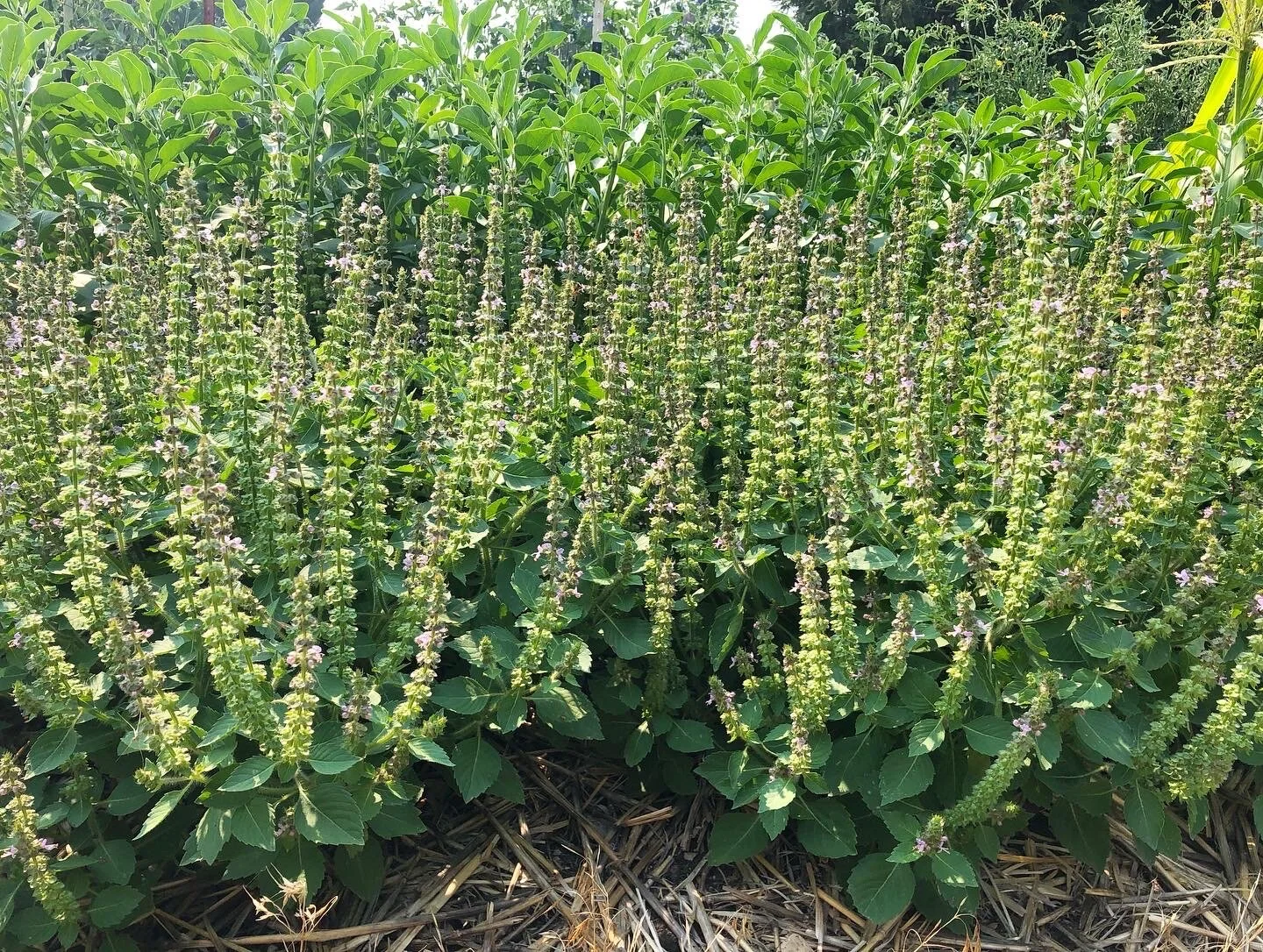 tulsi (Ocimum africanum) in the garden