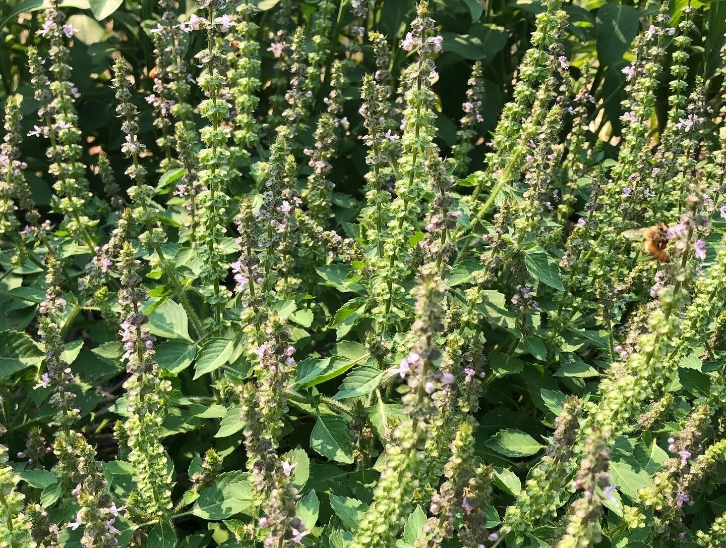 Tulsi Tincture (Ocimum africanum) -Fresh plant extract *Grown on our micro farm in Mount Shasta, California*