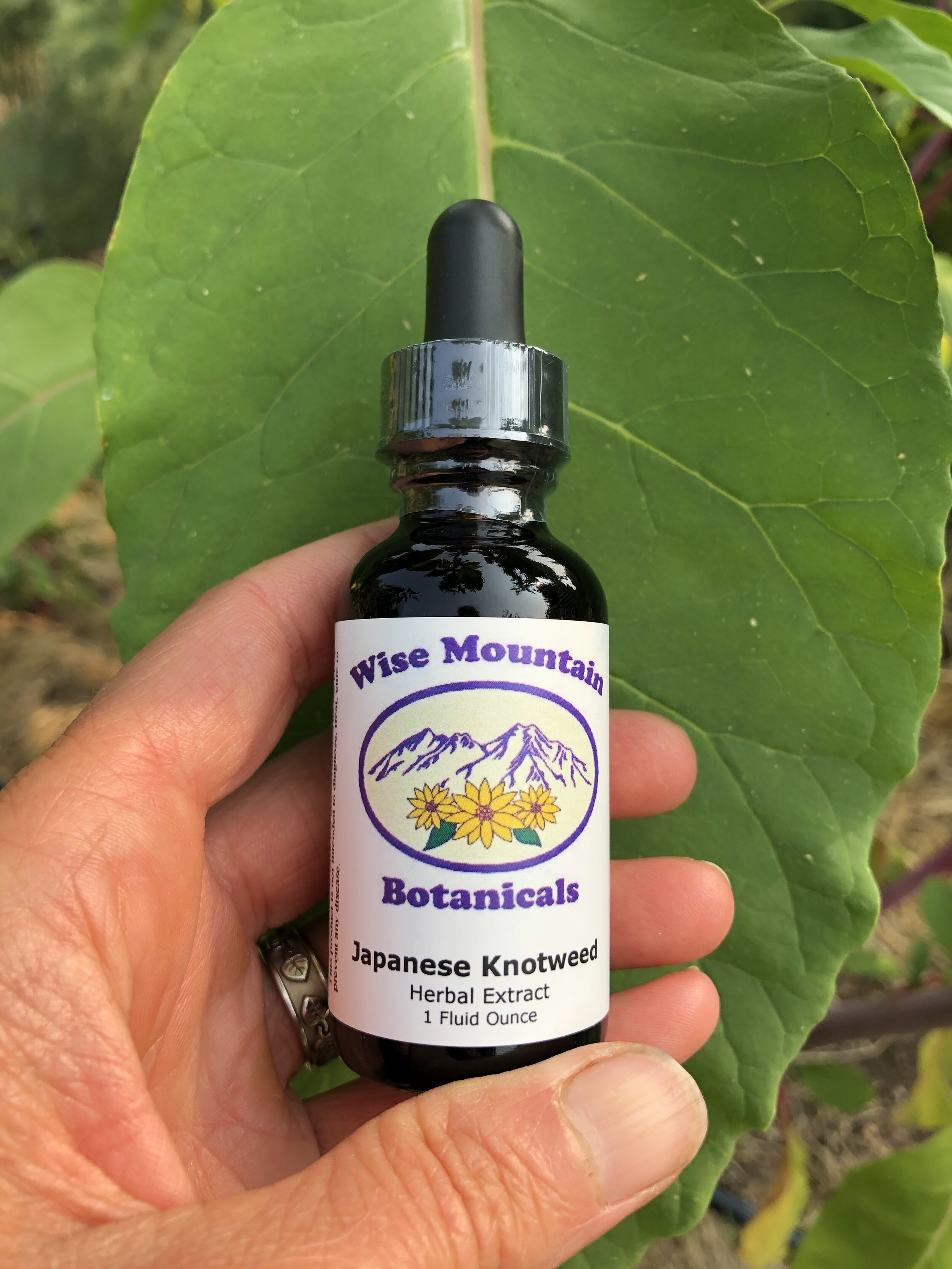 Japanese knotweed Tincture — Wise Mountain Botanicals