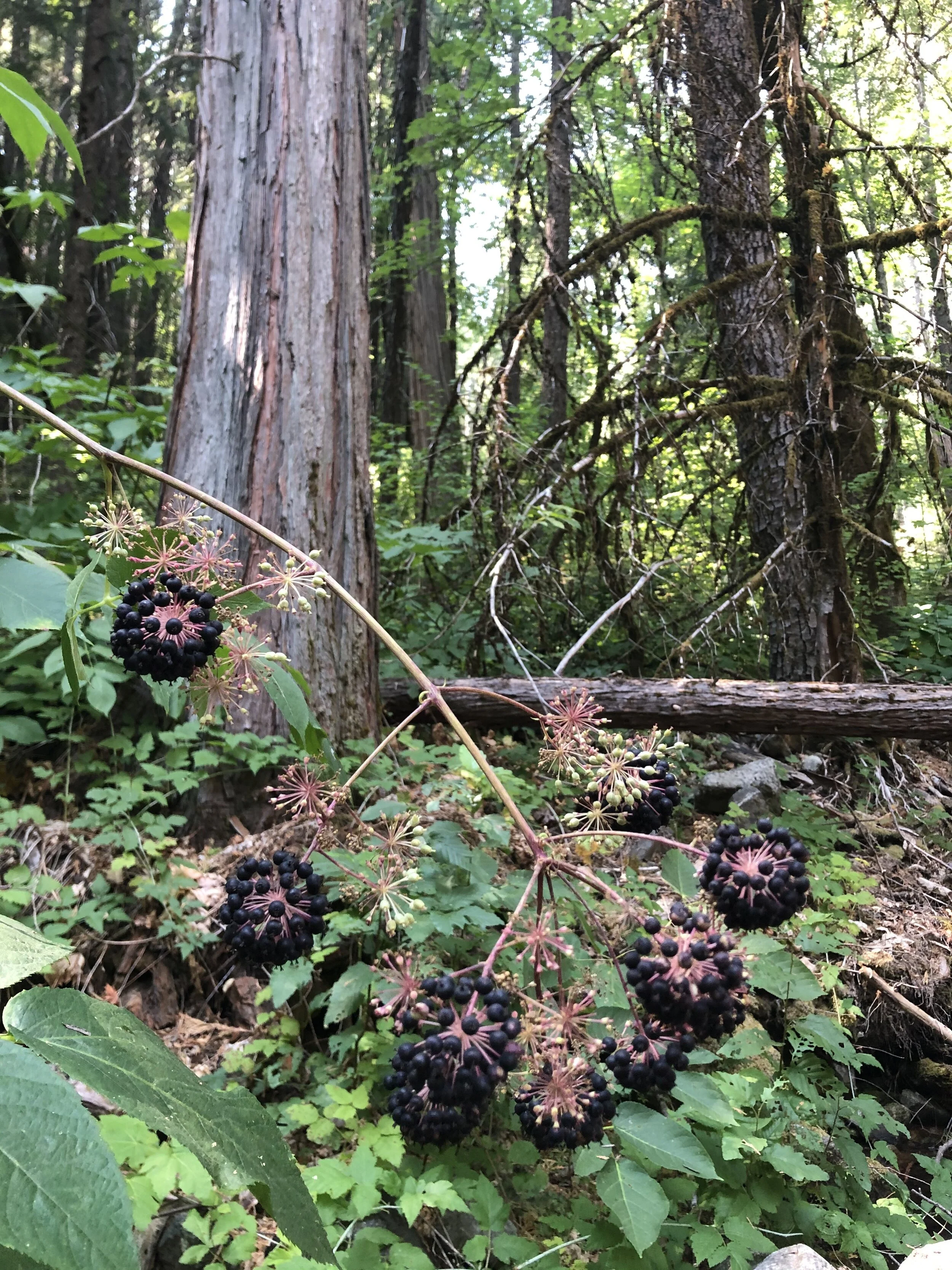 wild California Spikenard berries (Aralia californica)