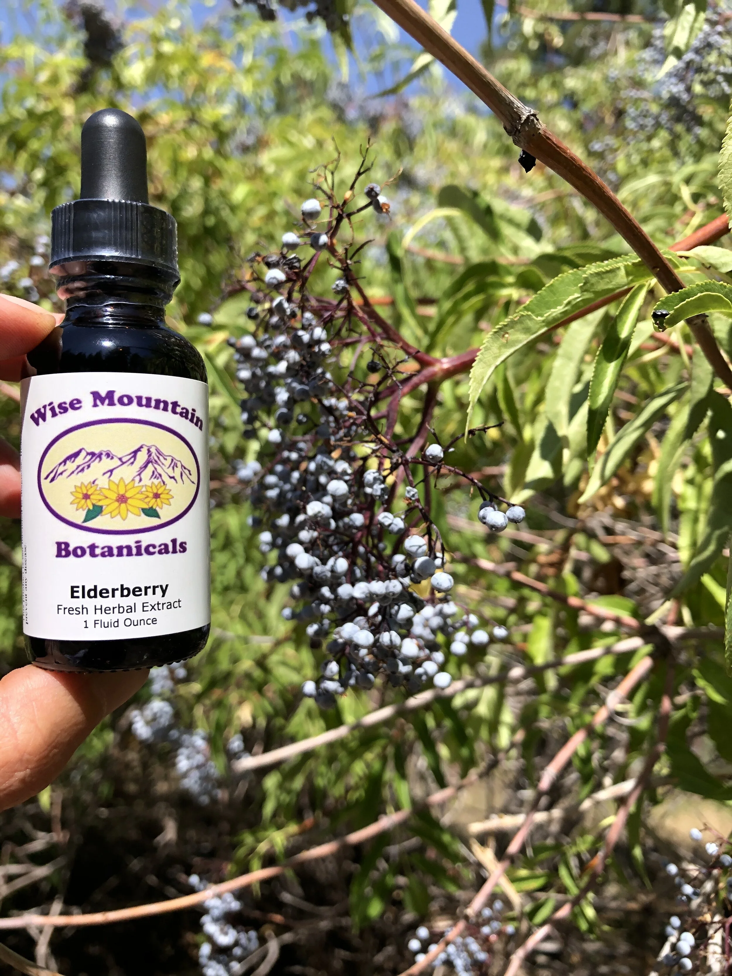 Elderberry Tincture — Wise Mountain Botanicals