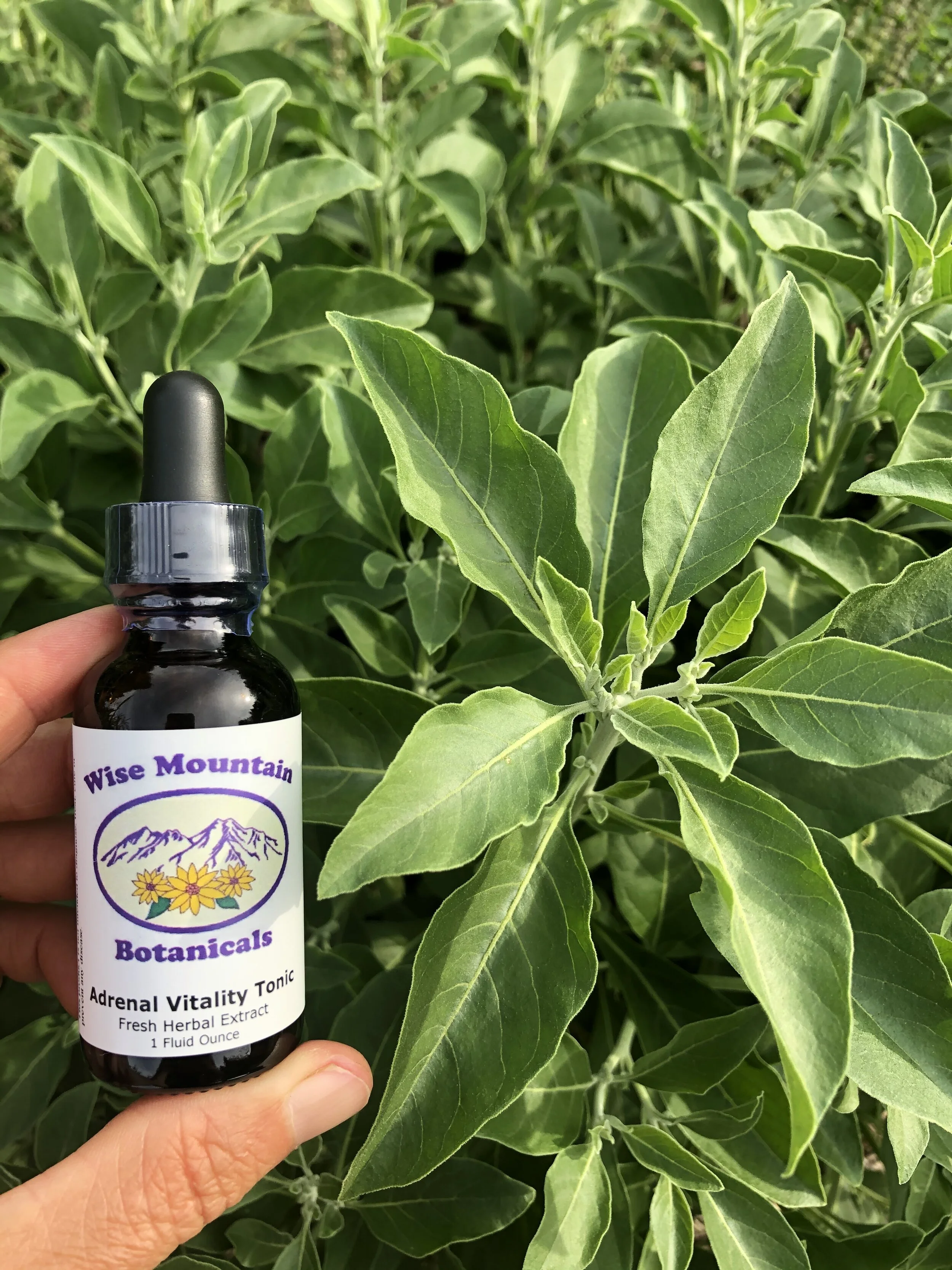 Adrenal Vitality Tonic — Wise Mountain Botanicals