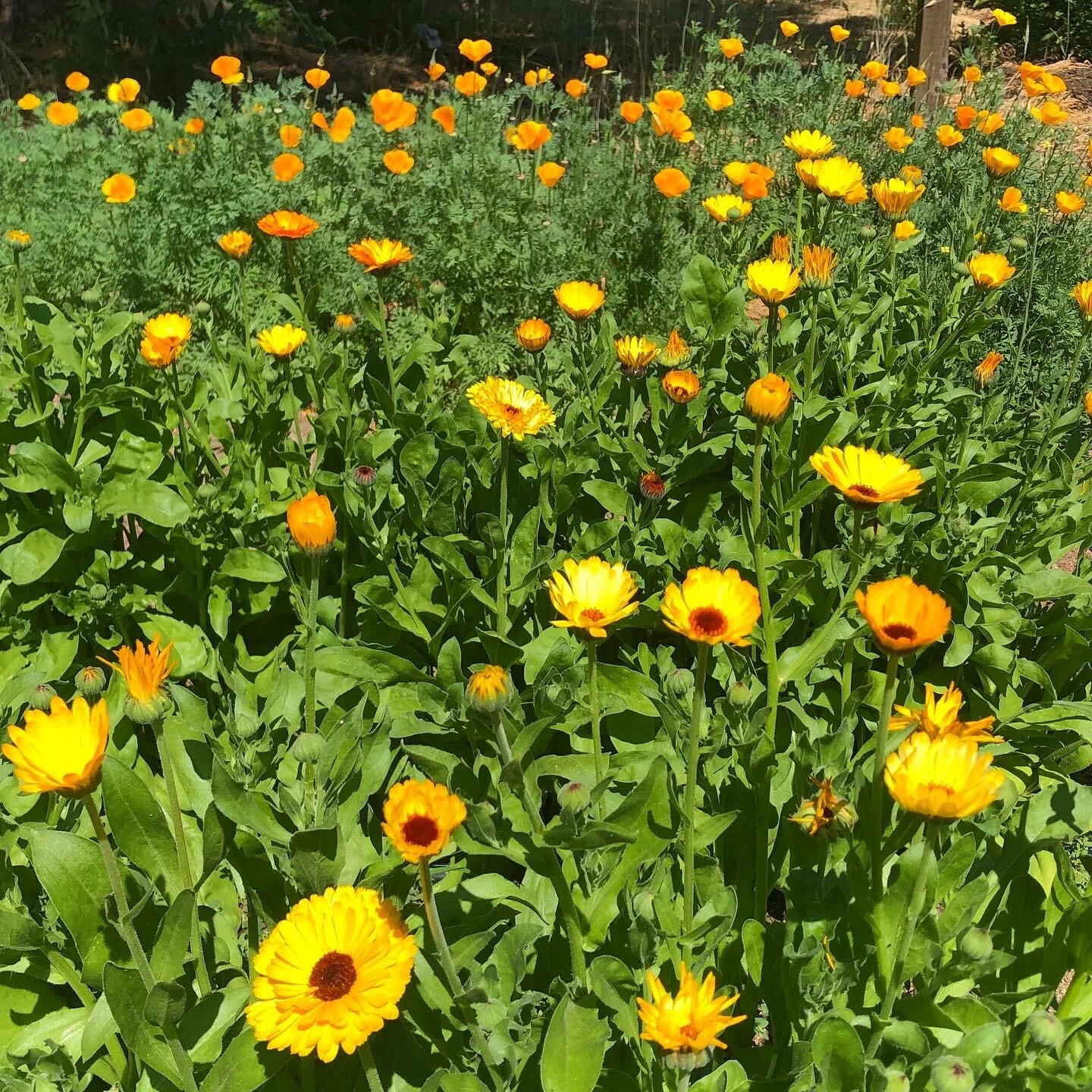 Calendula (Calendula officinalis) in the garden