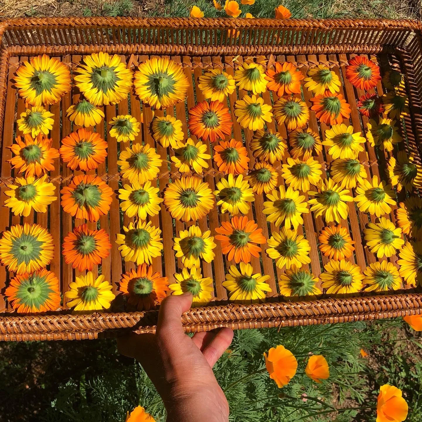 Calendula flowers in a basket