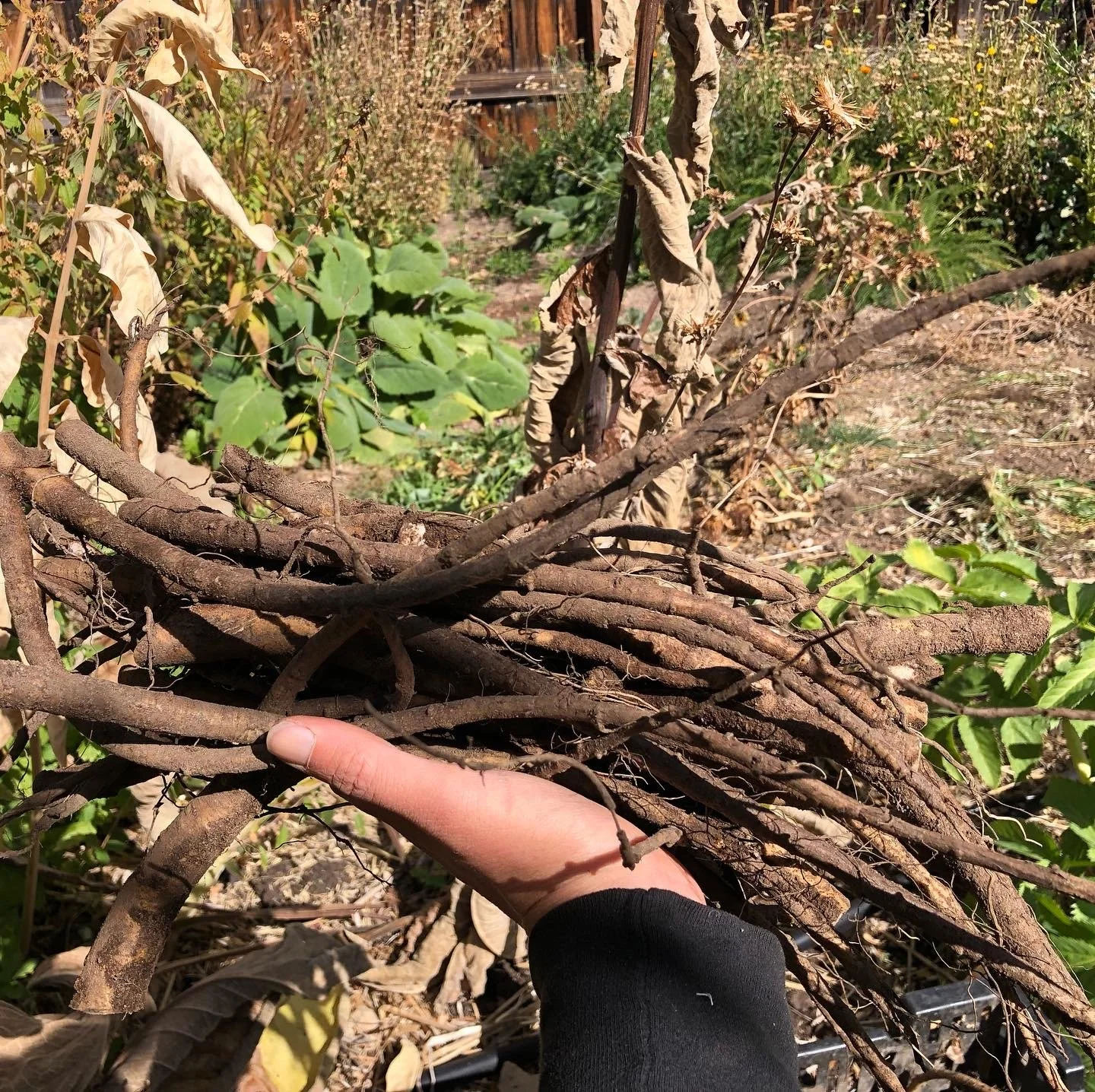 freshly harvested Elecampane roots (Inula helenium)