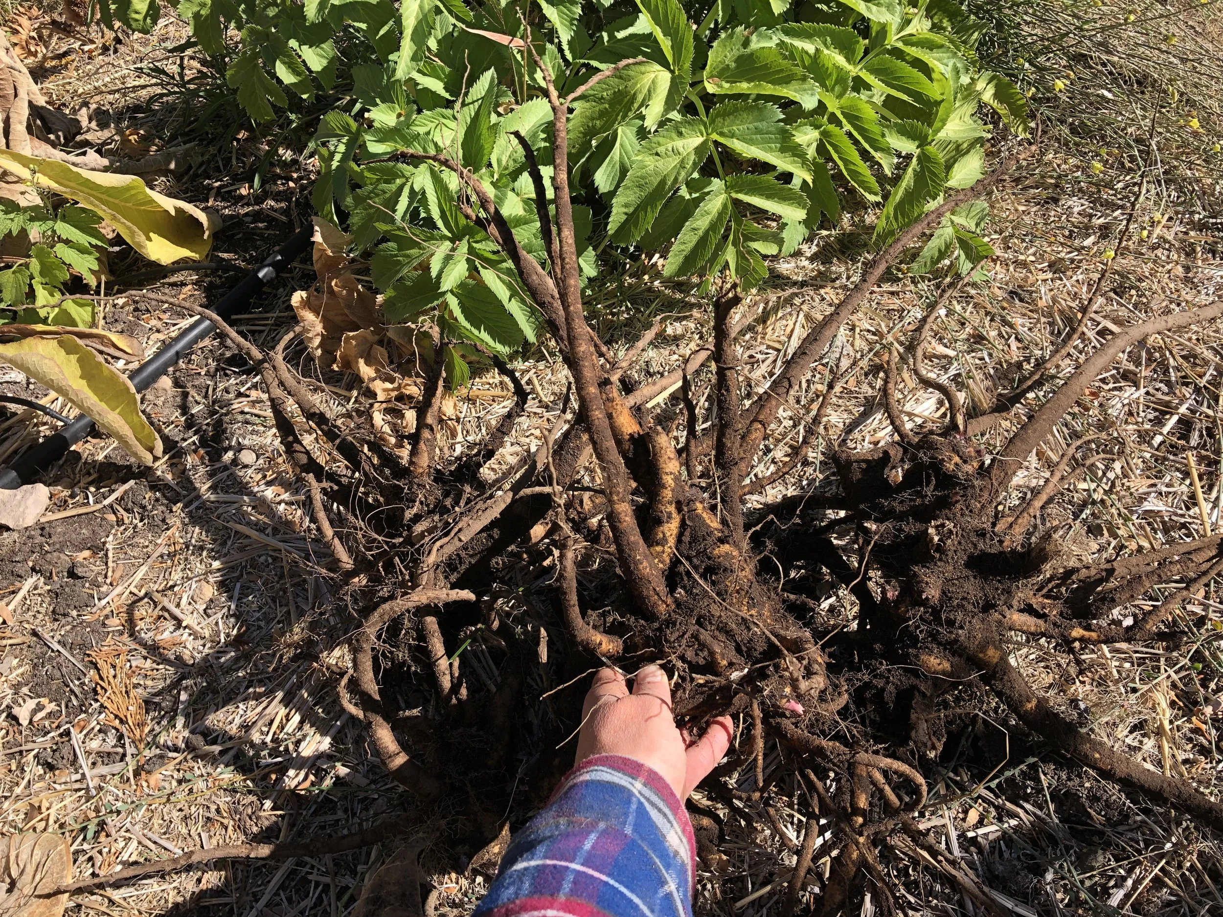 freshly harvested Elecampane roots (Inula helenium)