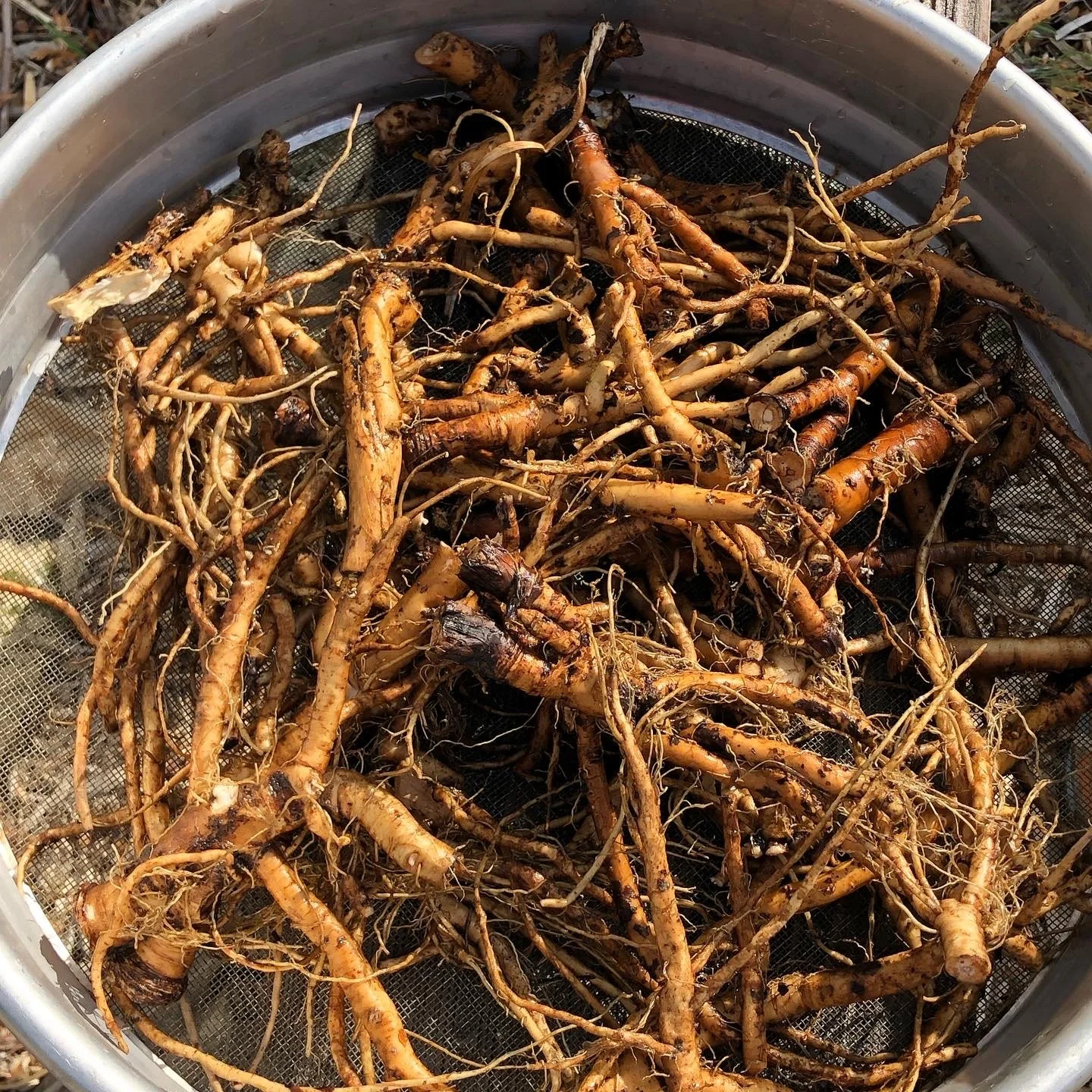 Dandelion root (Taraxacum officinale)