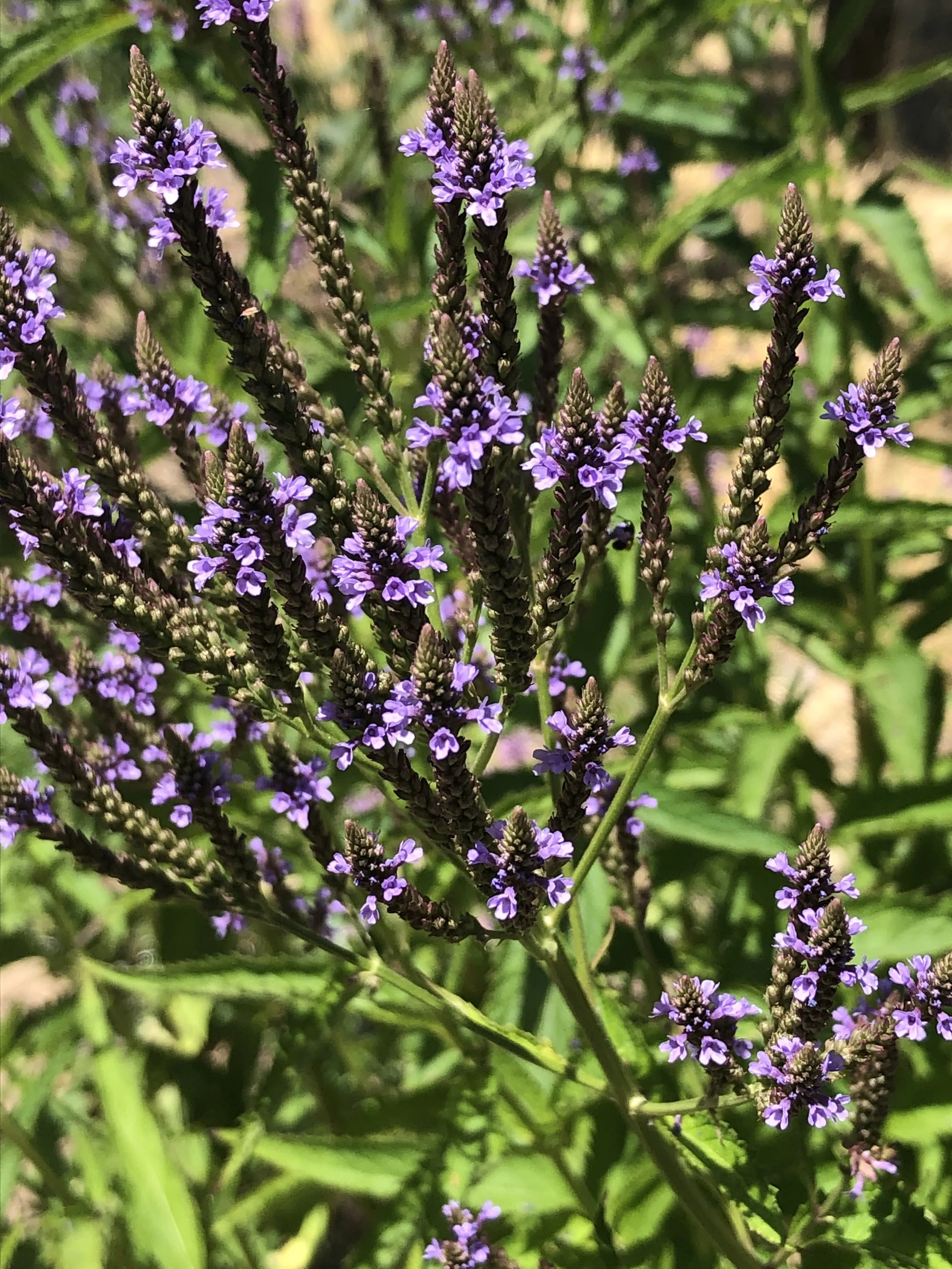blue vervain (Verbena hastata) flowers