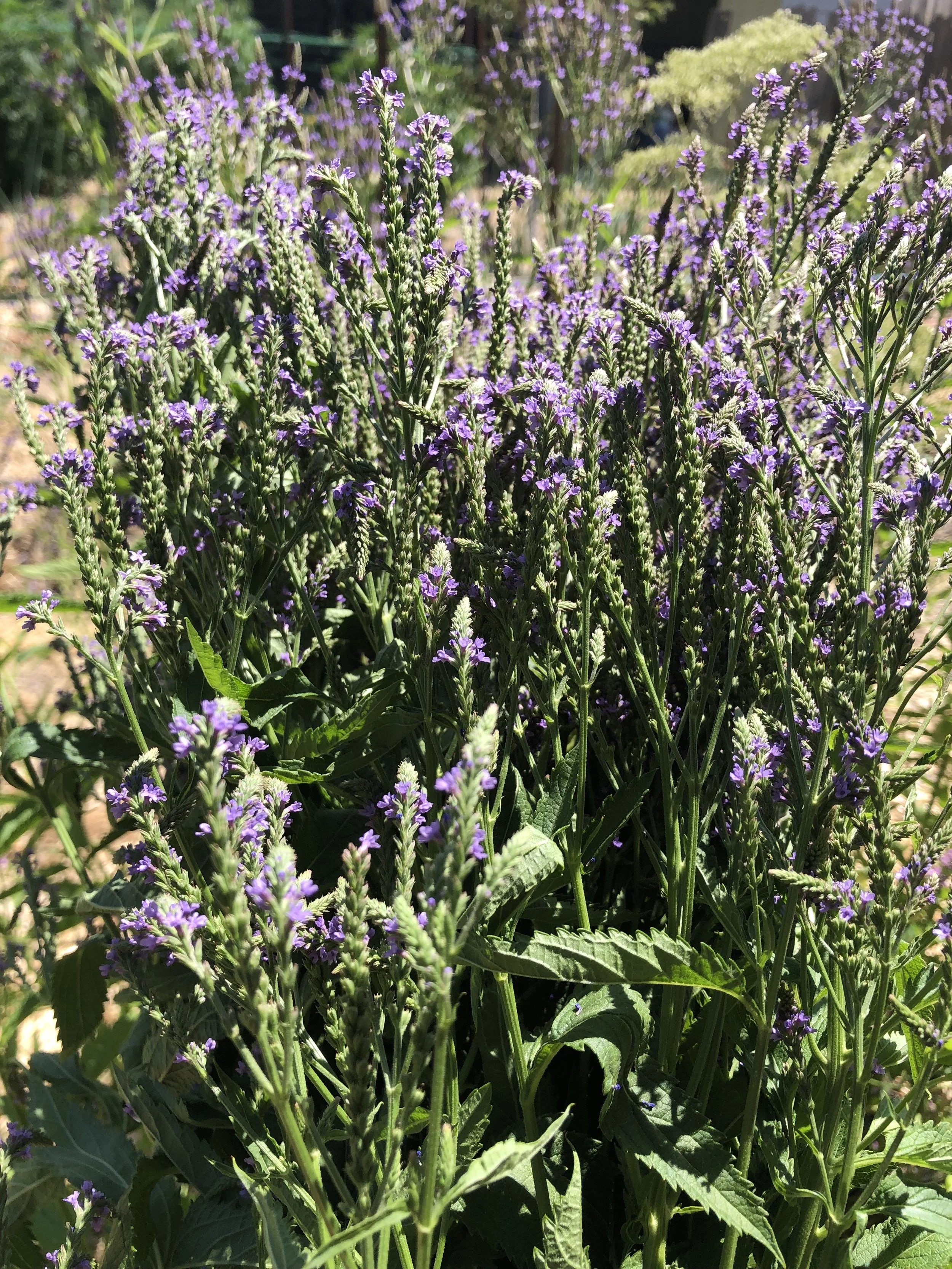 blue vervain (Verbena hastata) flowers