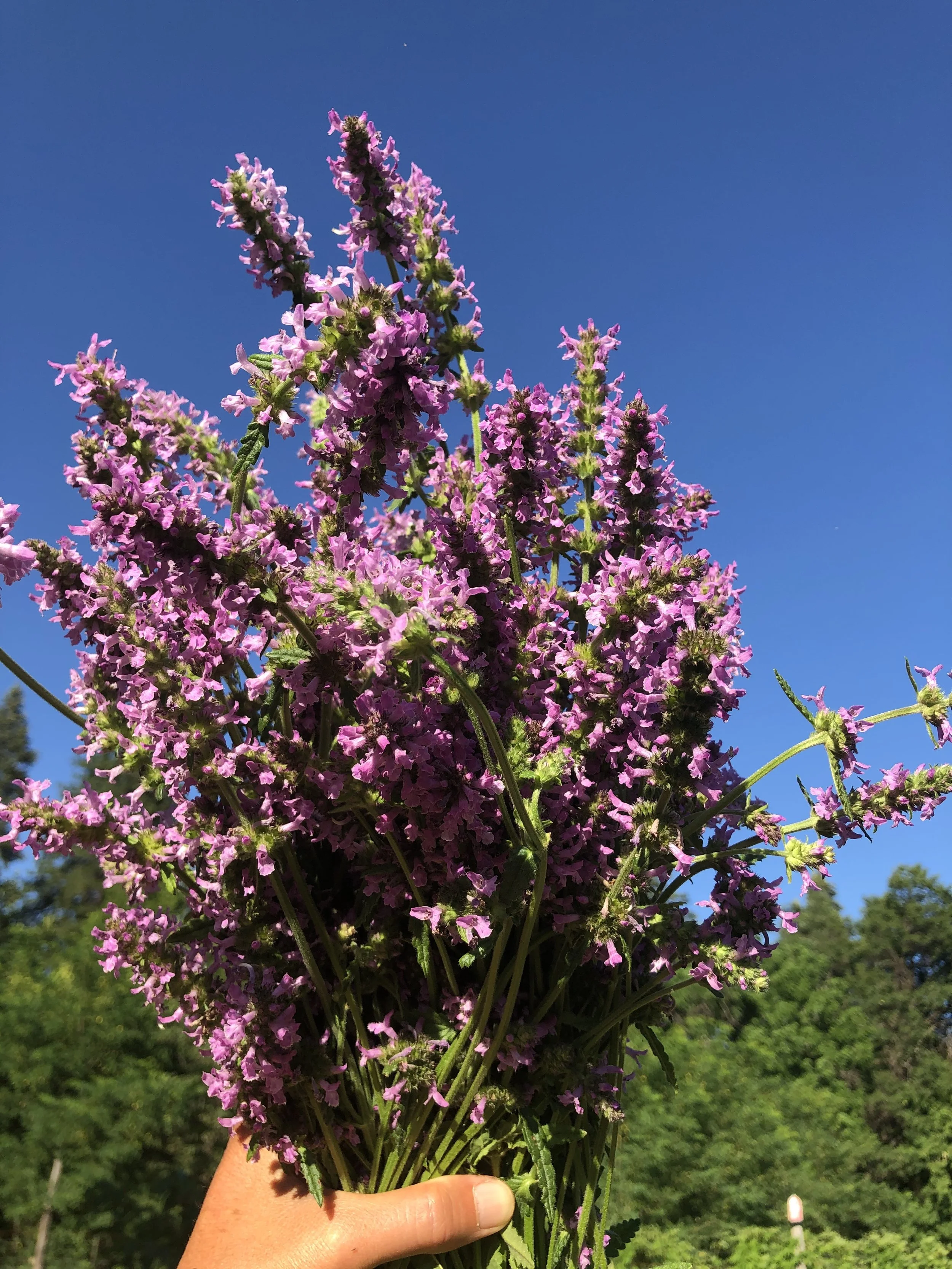 wood betony (Stachys officinalis)
