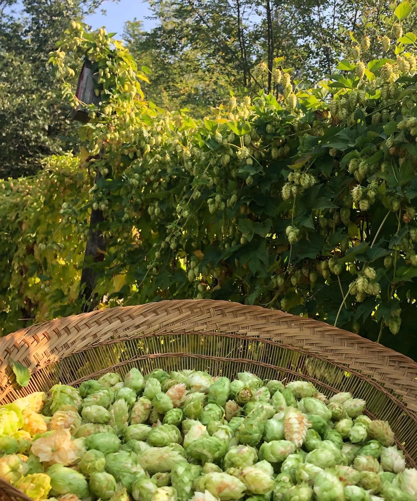 Hops (Humulus lupulus) in the garden