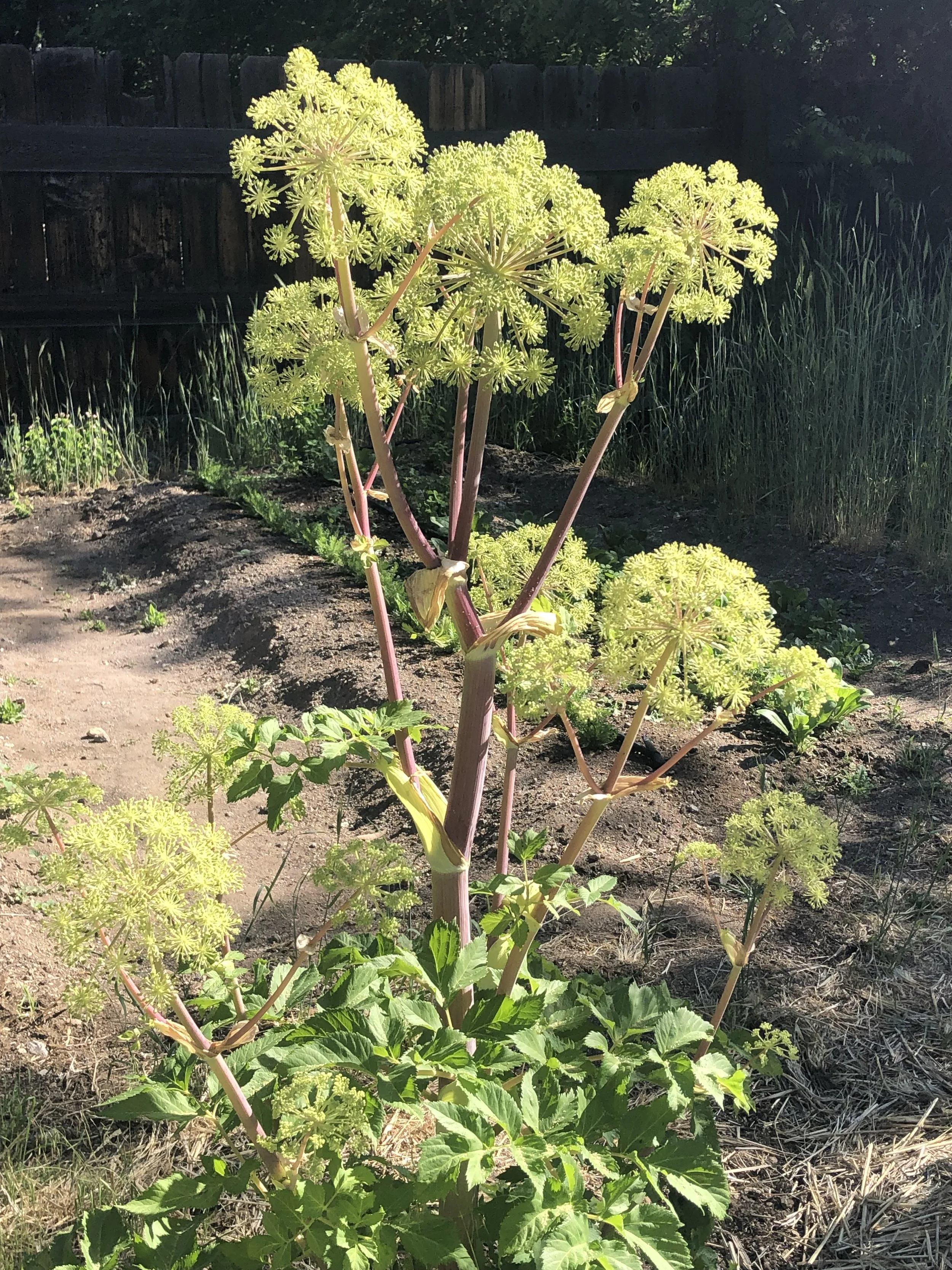 Angelica (Angelica archangelica)