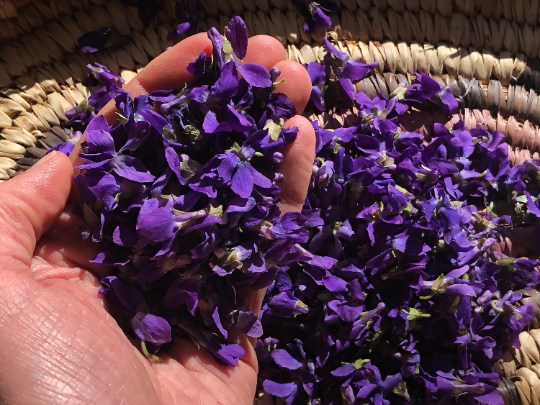 violets in hand.png