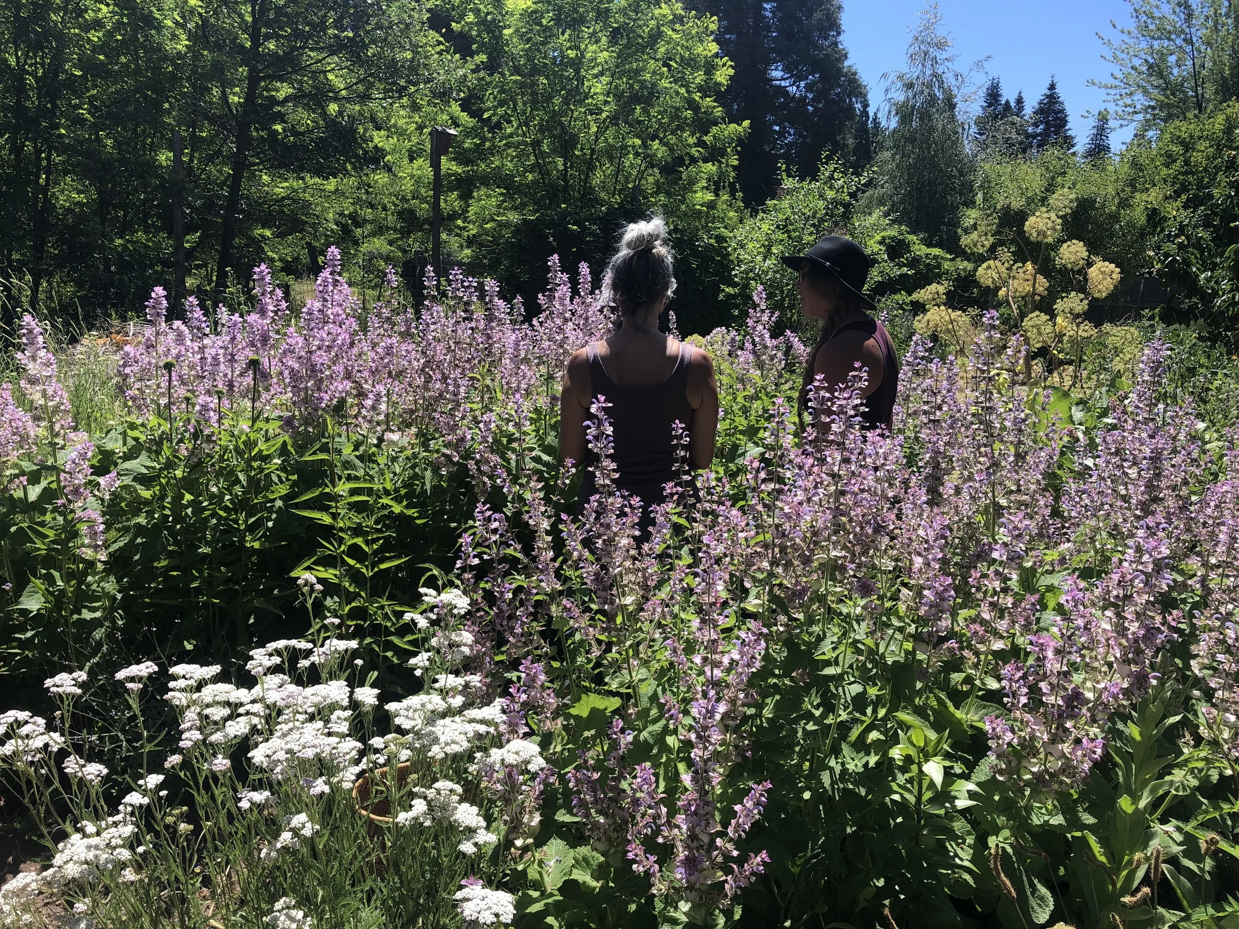 clary sage in the garden