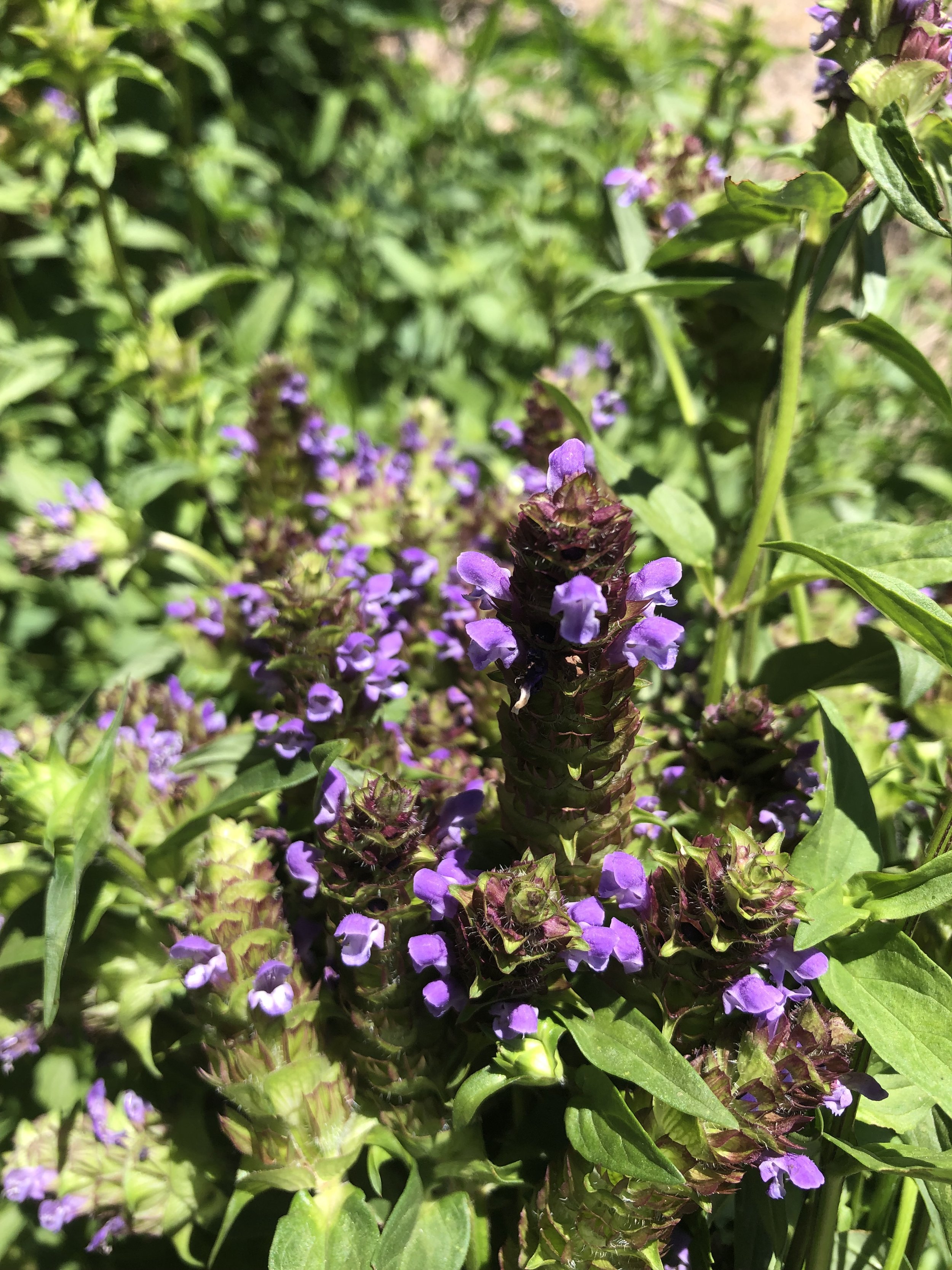 self heal (Prunella vulgaris) in the garden