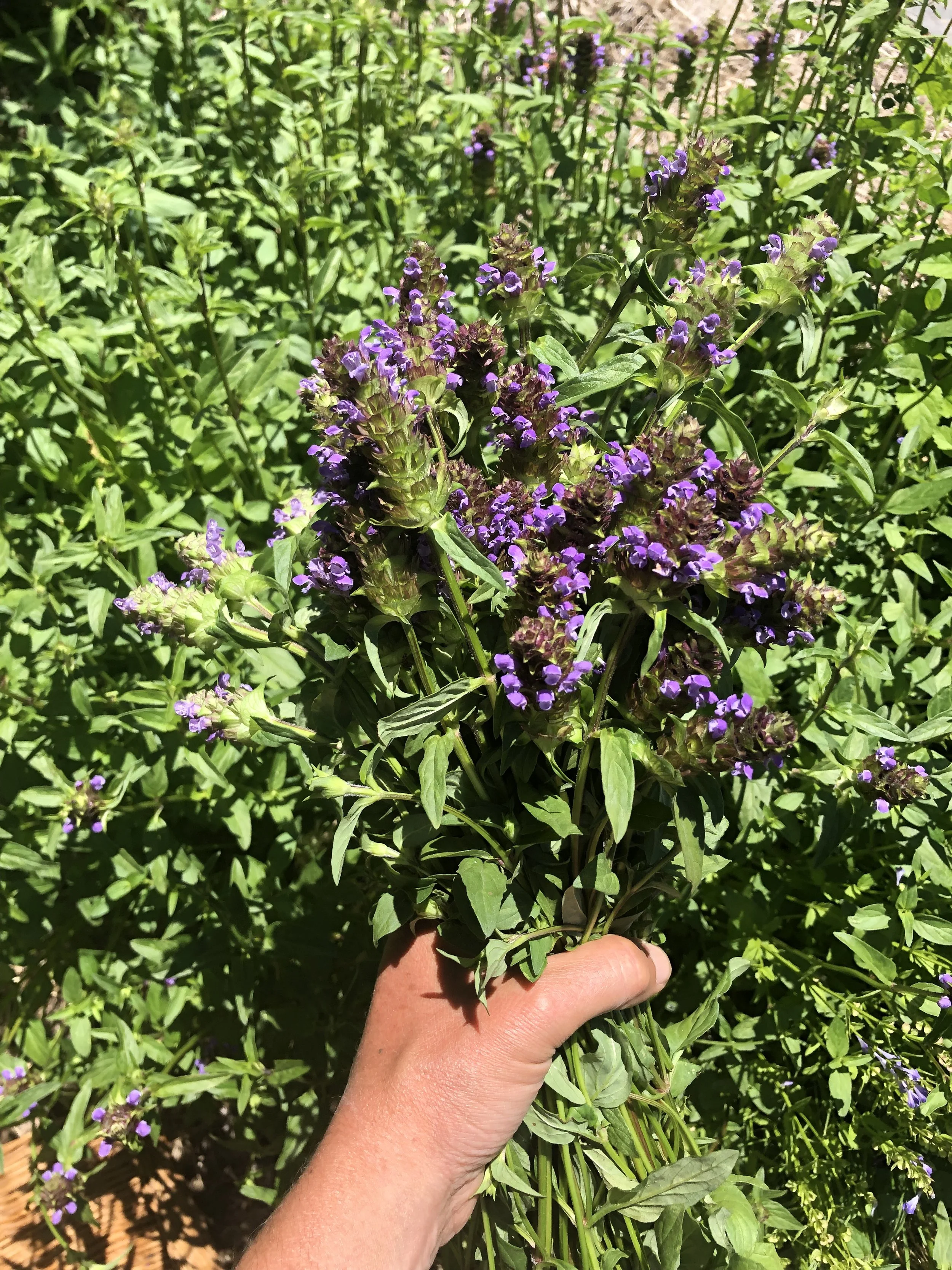 self heal (Prunella vulgaris) in the garden
