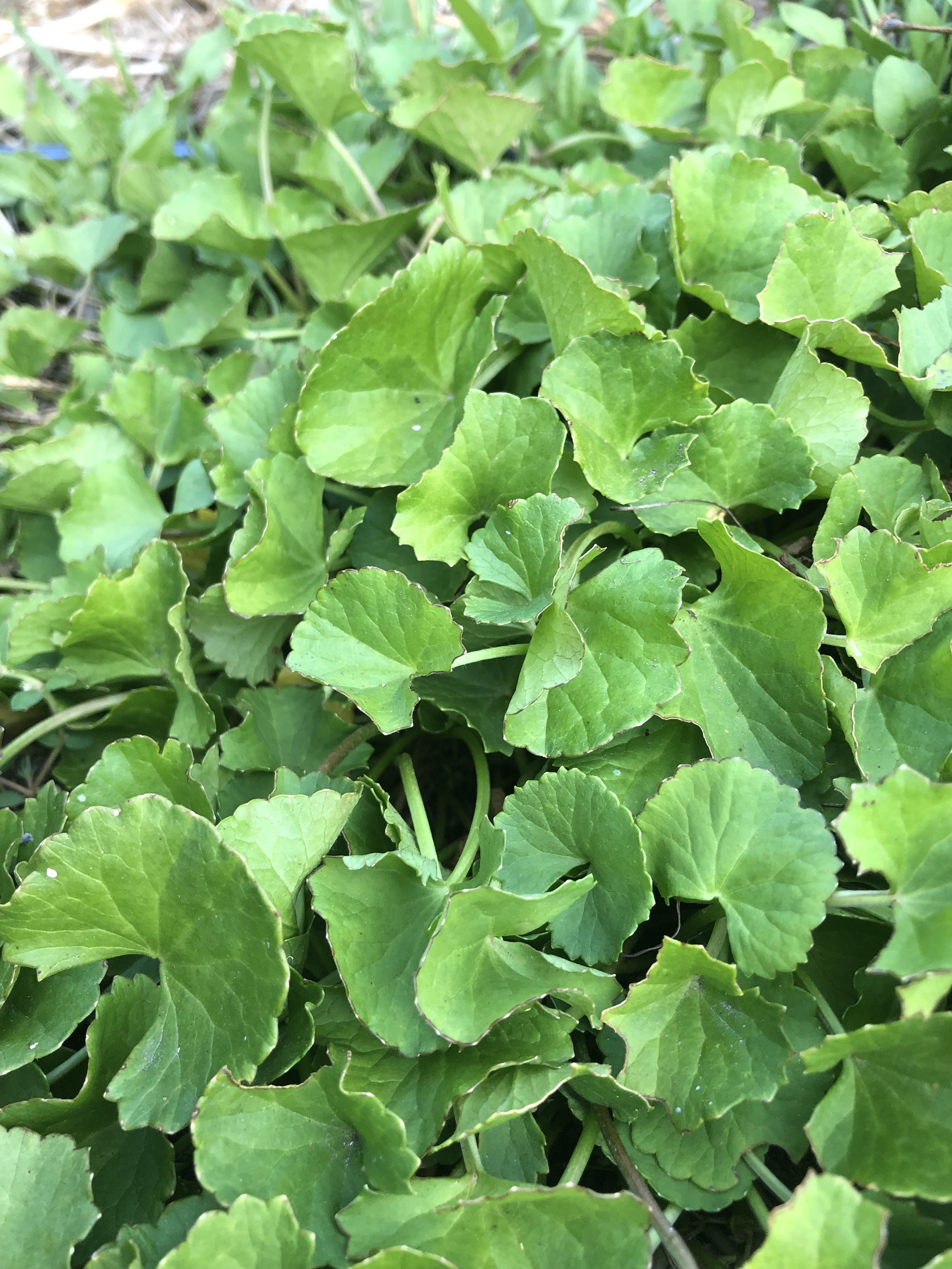 Gotu-kola (Centella asiatica)