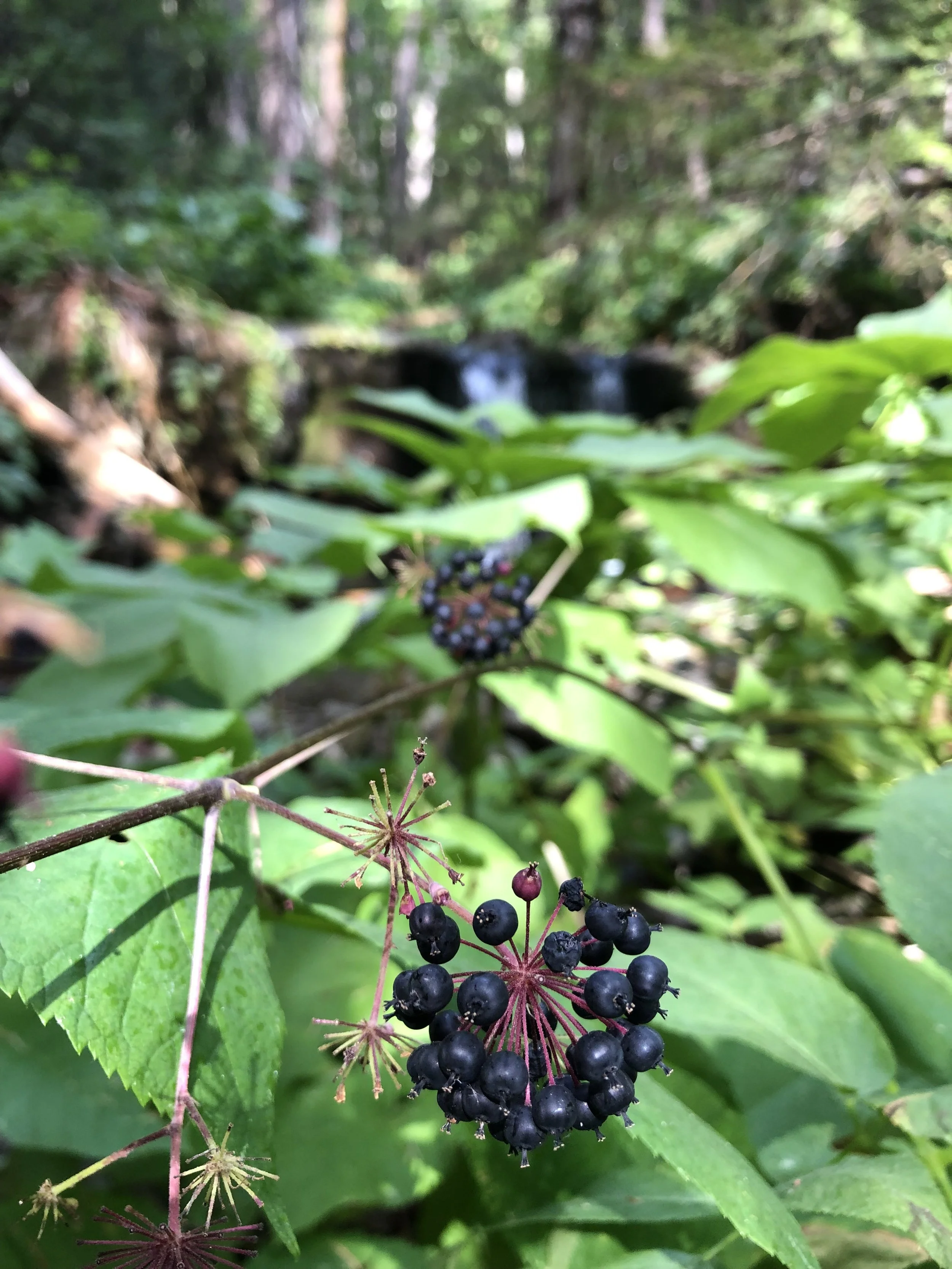 wild California Spikenard berries (Aralia californica)