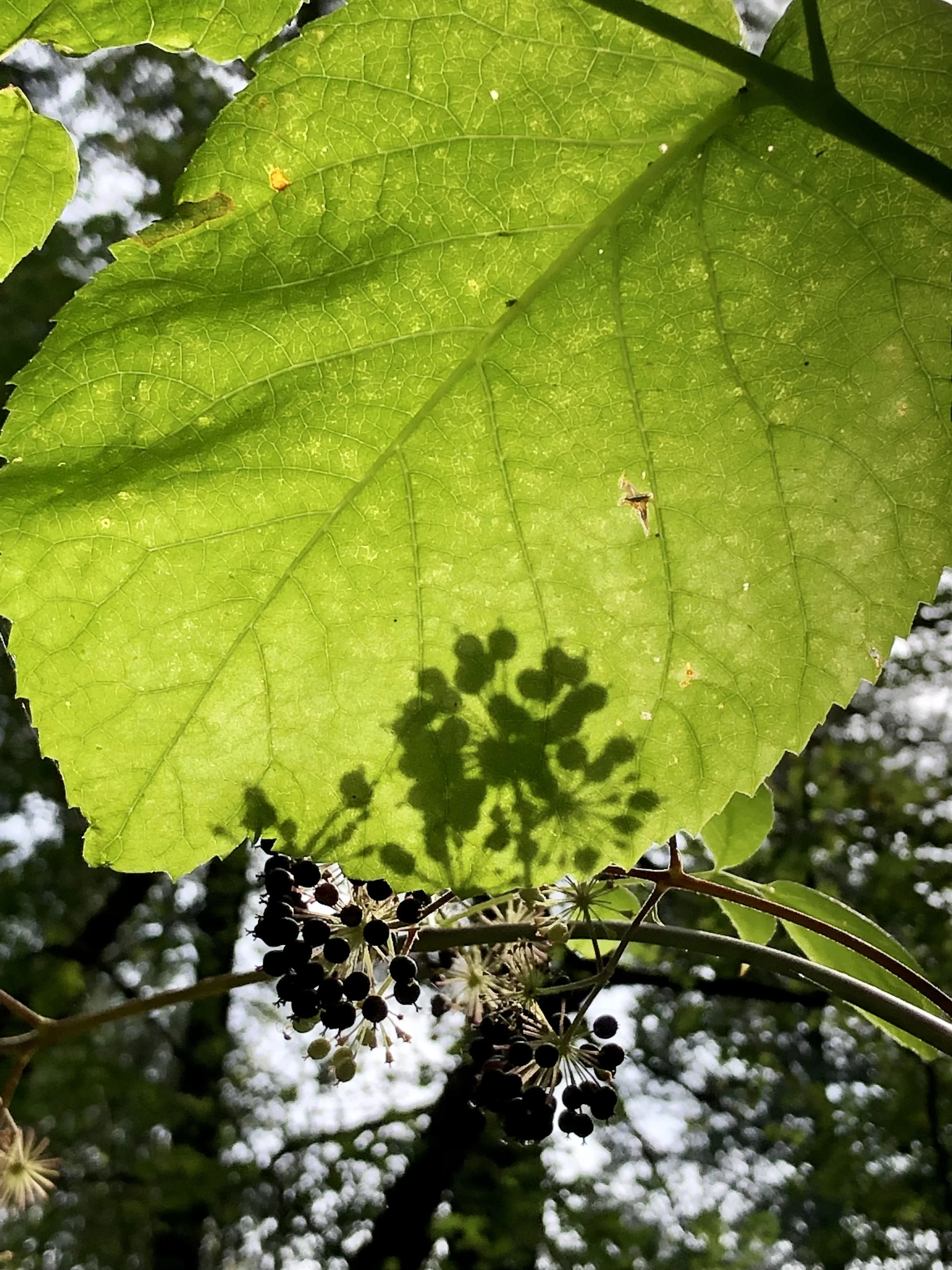 wild California Spikenard berries (Aralia californica)