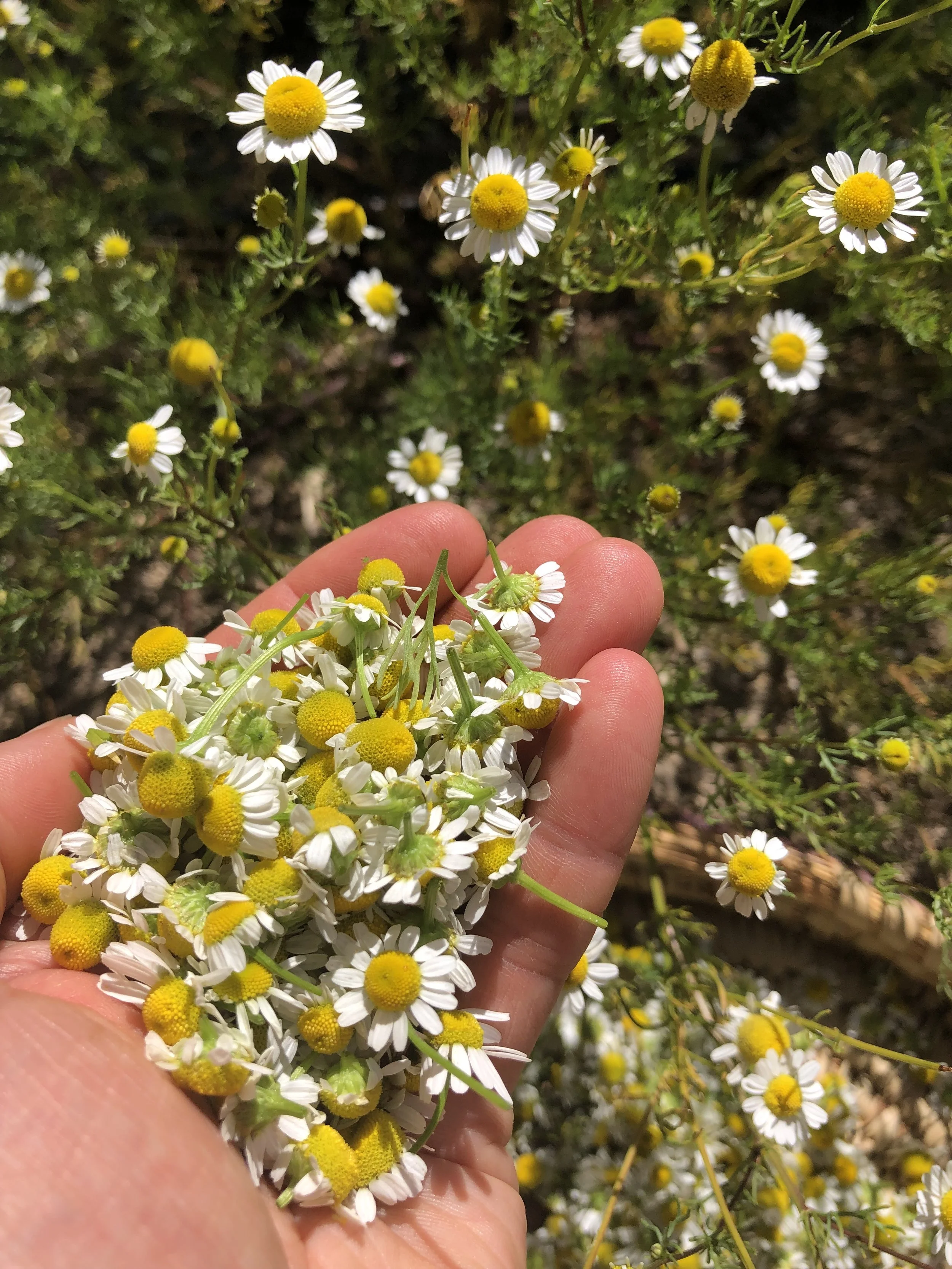 Chamomile (Matricaria recutita) flowers in a hand