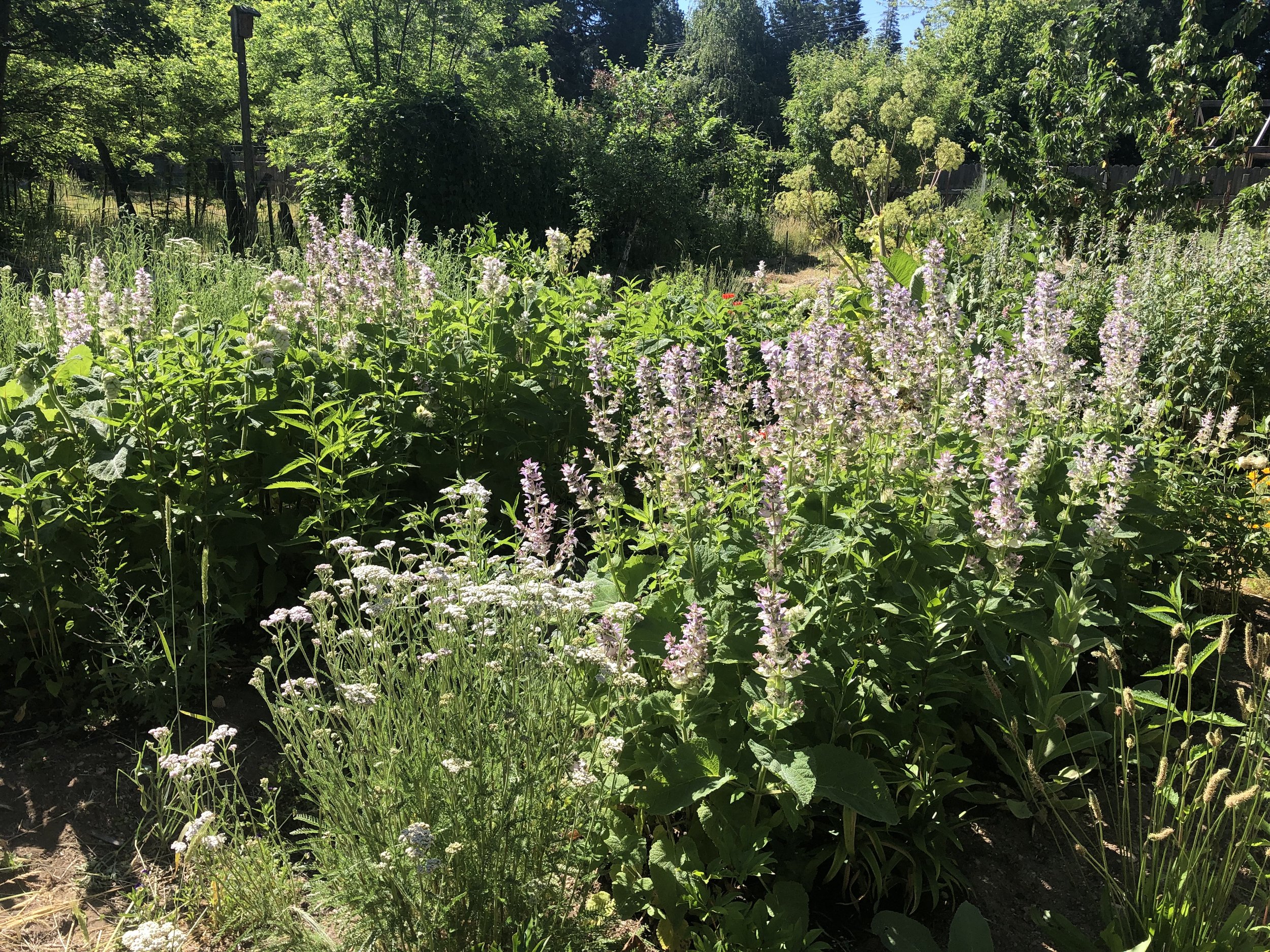 A corner of the herb garden