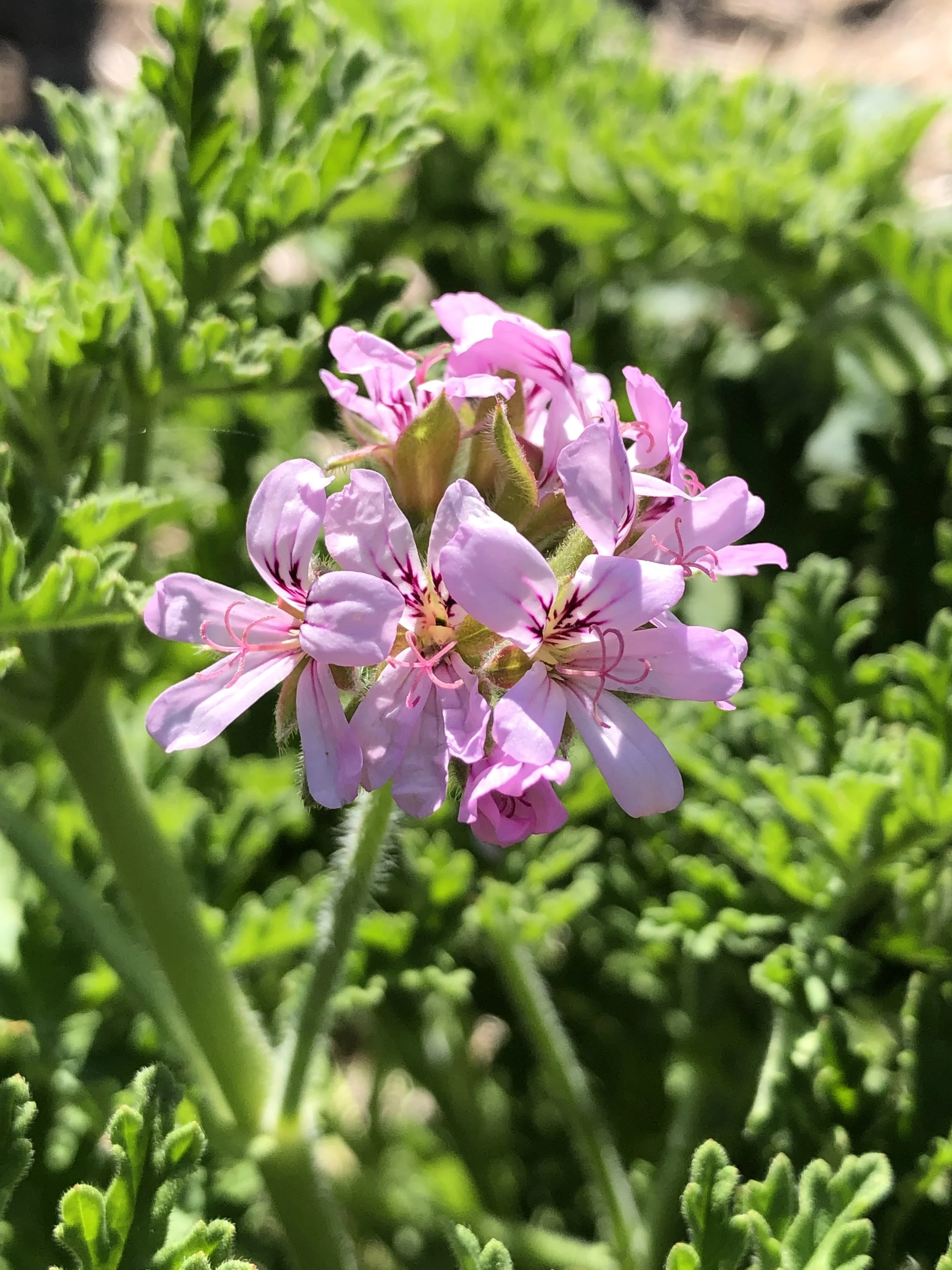 rose geranium flowers