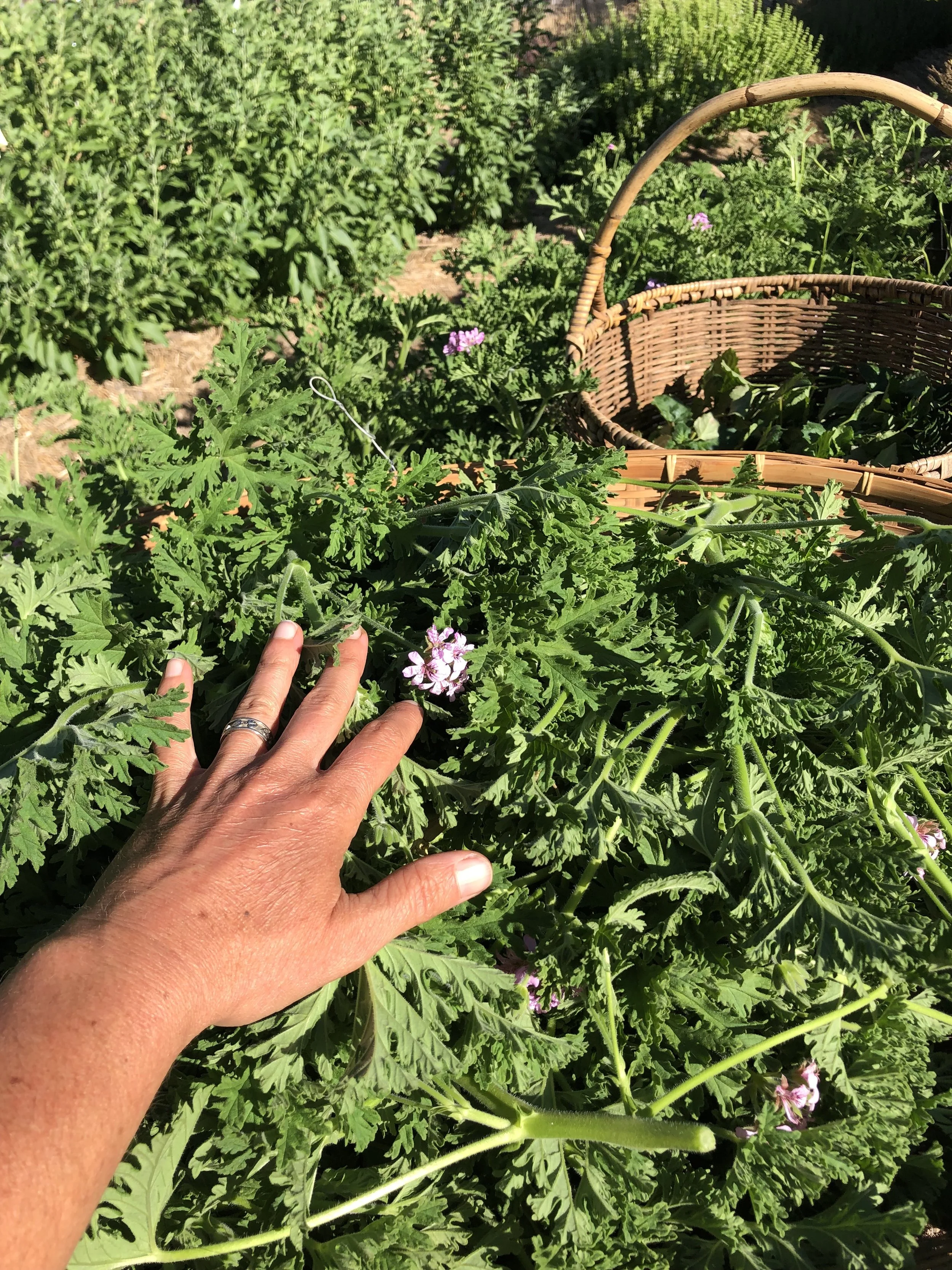 rose geranium flowers