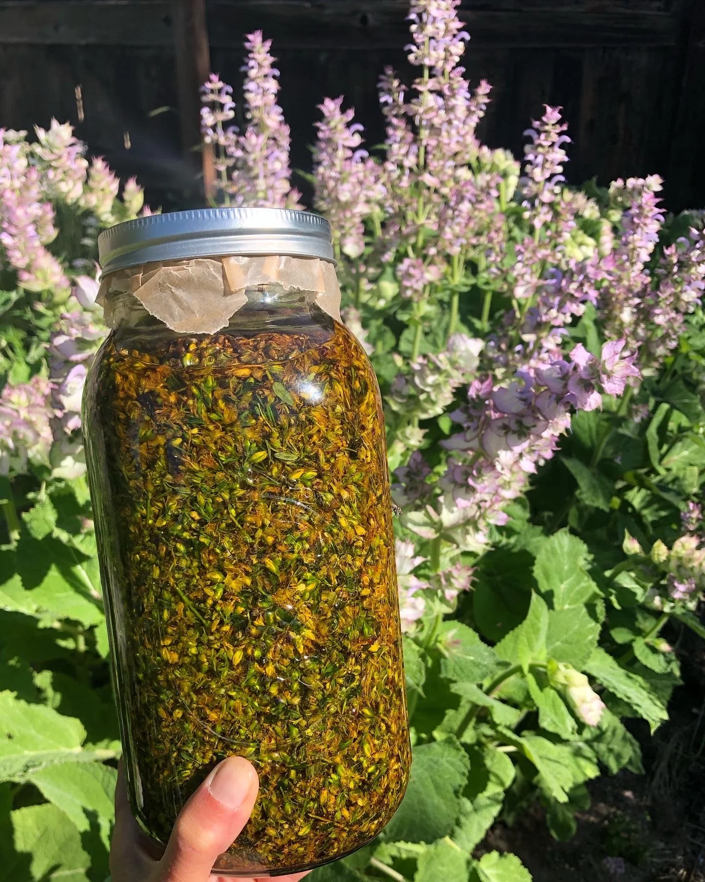 St. John's wort infused oil
