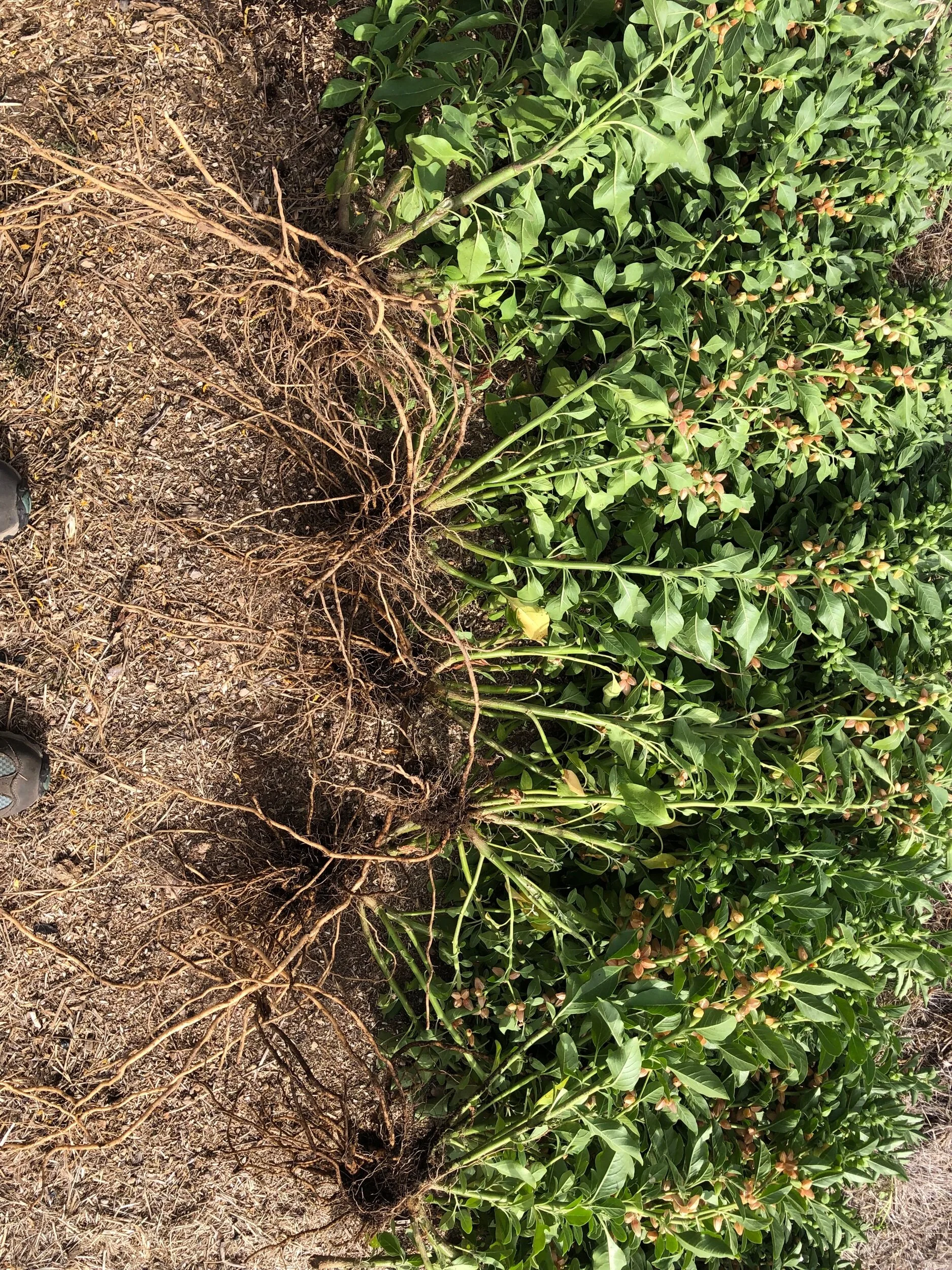 Freshly harvested Ashwagandha roots (Withania somnifera)