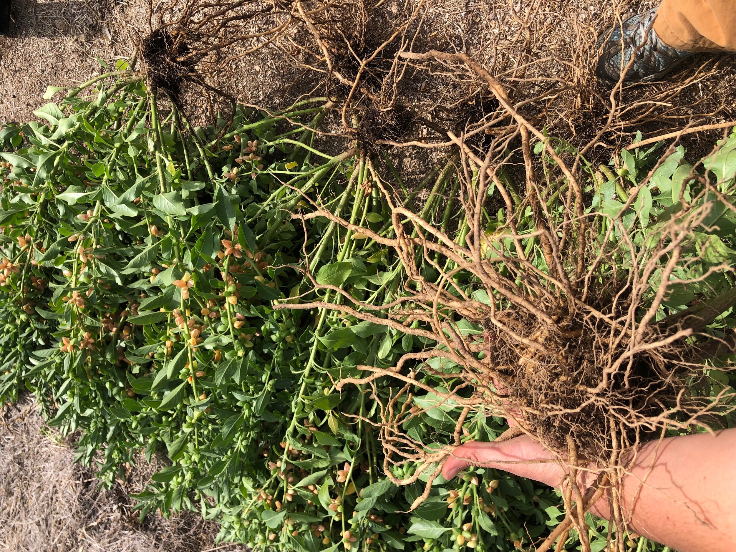 Freshly harvested Ashwagandha roots (Withania somnifera)