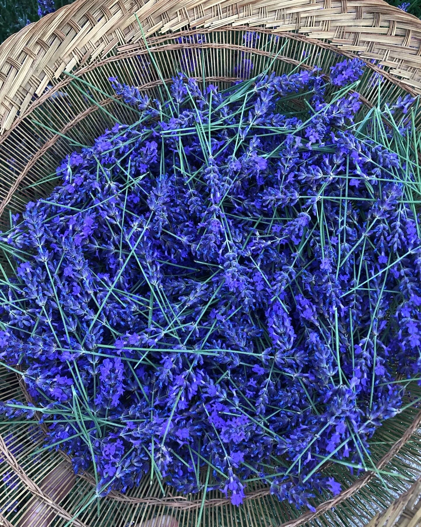 Freshly harvested lavender (Lavandula angustifolia)