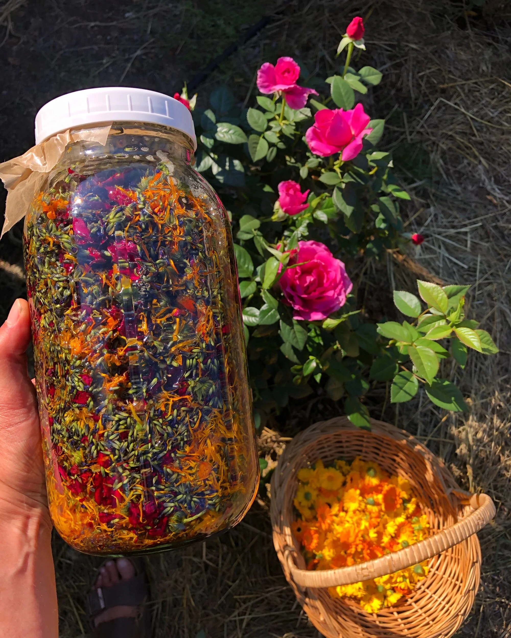 calendula lavender rose oil